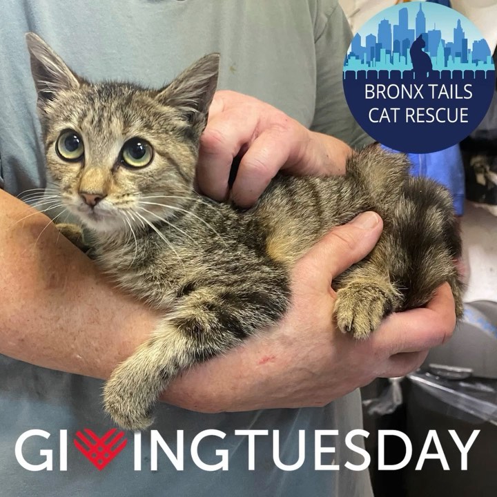 Hi all! Please keep us in mind for <a target='_blank' href='https://www.instagram.com/explore/tags/GivingTuesday/'>#GivingTuesday</a>. Here are a few cats currently in our care. This includes Feisty (a tiny kitten with a lot of fight and will to live who needs a lot of around the clock care), Spanky (who was so sick, weak, and malnourished she could barely move when she was trapped, but who is getting everything she needs to pull through), and Fannie (who came to us with a prolapsed anus, URI, and  was about to lose her eye … but who is now healthy and thriving in her foster home!). Also appearances by Snidy and Edward!
Please consider supporting us in our mission to help stray and feral street cats in the Bronx. For ways how, visit 👉 linktr.ee/bronxtailscatrescue 👈 or see the link in our bio. *** TO MAXIMIZE YOUR DONATION, find the FB FUNDRAISER we’ll share on our FB page and donate at 8am on Tuesday, November 30th. Meta will be matching 100% of the first $2M in donations and 10% of the next $6M in donations. ***
Whether you donate $5 or $500, every little bit helps !!!
We are volunteers with no traditional brick-and-mortar shelter, staff, or vets, and frankly, we often dip into our own pockets. We can’t keep up, but we can keep going with your support. 100% of your donations go directly to helping cats. Thank you! <a target='_blank' href='https://www.instagram.com/explore/tags/GivingTuesday/'>#GivingTuesday</a> <a target='_blank' href='https://www.instagram.com/explore/tags/nyccats/'>#nyccats</a> <a target='_blank' href='https://www.instagram.com/explore/tags/communitycats/'>#communitycats</a> <a target='_blank' href='https://www.instagram.com/explore/tags/donateforagoodcause/'>#donateforagoodcause</a> <a target='_blank' href='https://www.instagram.com/explore/tags/rescueismyfavoritebreed/'>#rescueismyfavoritebreed</a> <a target='_blank' href='https://www.instagram.com/explore/tags/tnr/'>#tnr</a> <a target='_blank' href='https://www.instagram.com/explore/tags/makeadifference/'>#makeadifference</a>