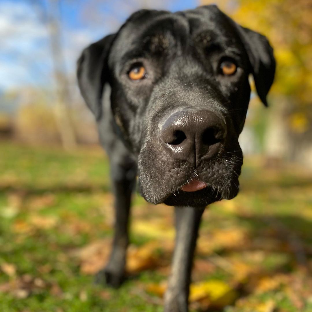 Meet Solo! A <a target='_blank' href='https://www.instagram.com/explore/tags/CaneCorso/'>#CaneCorso</a> mix this guy is true to his breed; weary of strangers but putty in your hand once he trusts you. Solo is a large puppy, still learning manners, gaining confidence and navigating life with a rough start. He is about 90lbs and still growing, so a large breed experienced home is required. Smart and eager to please Solo has shown us he wants to be the goodest boy, he knows sit, is working on down and most of the time walks in a perfect heel. Solo loves to play with dogs of all sizes but may be a bit much for dogs under 30lbs, he has zero body awareness and those giant paws may accidentally hurt a small dog. Fully vetted, and ready to go home Solo is looking for an adult only/older teen home, a dog companion would be fantastic and we have not yet cat tested him. 
🐾
Follow the link in our bio to apply for Solo or one of our other great dogs. We have some dogs looking for homes with a bunch more arriving next weekend (click the Coming Soon button to see them!). 
:
:
:
<a target='_blank' href='https://www.instagram.com/explore/tags/canecorsopuppy/'>#canecorsopuppy</a> <a target='_blank' href='https://www.instagram.com/explore/tags/canecorsoofinstagram/'>#canecorsoofinstagram</a> <a target='_blank' href='https://www.instagram.com/explore/tags/mutt/'>#mutt</a> <a target='_blank' href='https://www.instagram.com/explore/tags/goodboy/'>#goodboy</a> <a target='_blank' href='https://www.instagram.com/explore/tags/lab/'>#lab</a> <a target='_blank' href='https://www.instagram.com/explore/tags/labrador/'>#labrador</a> <a target='_blank' href='https://www.instagram.com/explore/tags/labmix/'>#labmix</a> <a target='_blank' href='https://www.instagram.com/explore/tags/bigboy/'>#bigboy</a> <a target='_blank' href='https://www.instagram.com/explore/tags/adopt/'>#adopt</a> <a target='_blank' href='https://www.instagram.com/explore/tags/adoptdontshop/'>#adoptdontshop</a> <a target='_blank' href='https://www.instagram.com/explore/tags/adoption/'>#adoption</a> <a target='_blank' href='https://www.instagram.com/explore/tags/rescue/'>#rescue</a> <a target='_blank' href='https://www.instagram.com/explore/tags/rescuedog/'>#rescuedog</a> <a target='_blank' href='https://www.instagram.com/explore/tags/rescuedogsofinstagram/'>#rescuedogsofinstagram</a> <a target='_blank' href='https://www.instagram.com/explore/tags/rescued/'>#rescued</a> <a target='_blank' href='https://www.instagram.com/explore/tags/rescuedismyfavoritebreed/'>#rescuedismyfavoritebreed</a> <a target='_blank' href='https://www.instagram.com/explore/tags/cute/'>#cute</a> <a target='_blank' href='https://www.instagram.com/explore/tags/blacklab/'>#blacklab</a> <a target='_blank' href='https://www.instagram.com/explore/tags/blackdog/'>#blackdog</a> <a target='_blank' href='https://www.instagram.com/explore/tags/dog/'>#dog</a> <a target='_blank' href='https://www.instagram.com/explore/tags/dogmom/'>#dogmom</a> <a target='_blank' href='https://www.instagram.com/explore/tags/dogdad/'>#dogdad</a> <a target='_blank' href='https://www.instagram.com/explore/tags/dogsofinstagram/'>#dogsofinstagram</a> <a target='_blank' href='https://www.instagram.com/explore/tags/autumn/'>#autumn</a> <a target='_blank' href='https://www.instagram.com/explore/tags/fall/'>#fall</a> <a target='_blank' href='https://www.instagram.com/explore/tags/photooftheday/'>#photooftheday</a> <a target='_blank' href='https://www.instagram.com/explore/tags/dogslife/'>#dogslife</a> <a target='_blank' href='https://www.instagram.com/explore/tags/dogoftheday/'>#dogoftheday</a> <a target='_blank' href='https://www.instagram.com/explore/tags/mastiff/'>#mastiff</a>