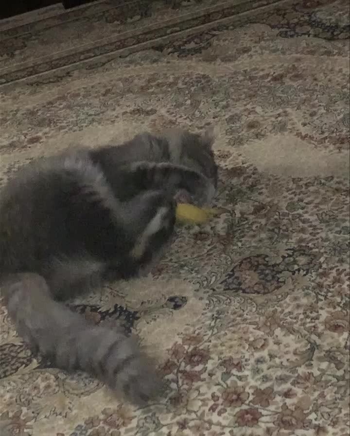 Roscoe is a fun little guy who is enjoying his Catnip Banana kicker on a lazy Sunday afternoon!!!

To learn more about this fun loving little man, complete a non-binding application at www.ffcr.net/felines

<a target='_blank' href='https://www.instagram.com/explore/tags/rescuecatsofinstagram/'>#rescuecatsofinstagram</a> <a target='_blank' href='https://www.instagram.com/explore/tags/huntsvilleal/'>#huntsvilleal</a> <a target='_blank' href='https://www.instagram.com/explore/tags/FFCR/'>#FFCR</a> <a target='_blank' href='https://www.instagram.com/explore/tags/rescue/'>#rescue</a> <a target='_blank' href='https://www.instagram.com/explore/tags/adoptdontshop/'>#adoptdontshop</a> <a target='_blank' href='https://www.instagram.com/explore/tags/tennesseevalley/'>#tennesseevalley</a> <a target='_blank' href='https://www.instagram.com/explore/tags/rescuecat/'>#rescuecat</a> <a target='_blank' href='https://www.instagram.com/explore/tags/felinefanciers/'>#felinefanciers</a> <a target='_blank' href='https://www.instagram.com/explore/tags/decaturalabama/'>#decaturalabama</a> <a target='_blank' href='https://www.instagram.com/explore/tags/athensalabama/'>#athensalabama</a> <a target='_blank' href='https://www.instagram.com/explore/tags/decatural/'>#decatural</a> <a target='_blank' href='https://www.instagram.com/explore/tags/madisonal/'>#madisonal</a> <a target='_blank' href='https://www.instagram.com/explore/tags/ffcr/'>#ffcr</a> <a target='_blank' href='https://www.instagram.com/explore/tags/madisonalabama/'>#madisonalabama</a> <a target='_blank' href='https://www.instagram.com/explore/tags/adopt/'>#adopt</a> <a target='_blank' href='https://www.instagram.com/explore/tags/athensal/'>#athensal</a> <a target='_blank' href='https://www.instagram.com/explore/tags/huntsvillealabama/'>#huntsvillealabama</a>