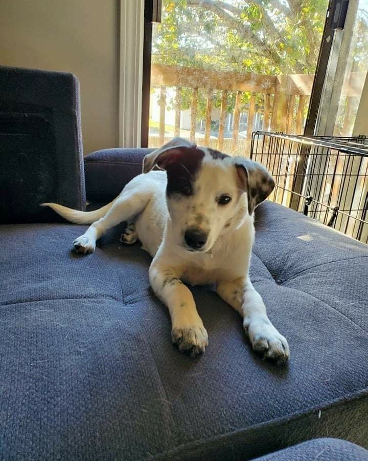 Oreo and Lady are waiting patiently for their new family to see them! These 2 gorgeous girls are love bugs and love to snuggle! If you are looking for you're next couch buddy they are it. If you would like to meet these two sweeties, Please message the page and please share! Located in Myrtle Beach SC area!