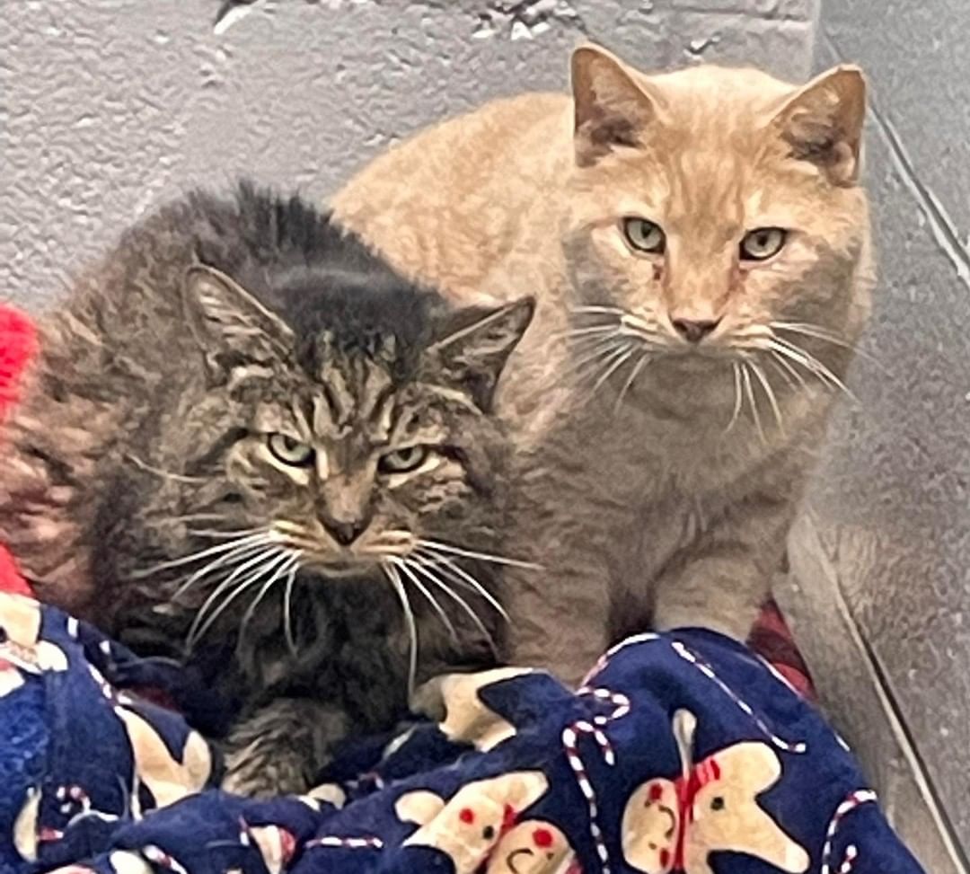 Marty and Jesse briefly shared a bed space today. Both of these boys are happy to share space with any other cats if needed in order to find a home! Senior Marty enjoyed a brief grooming today, although it was not pictured here. Jesse prefers observing grooming rather than being part of it!