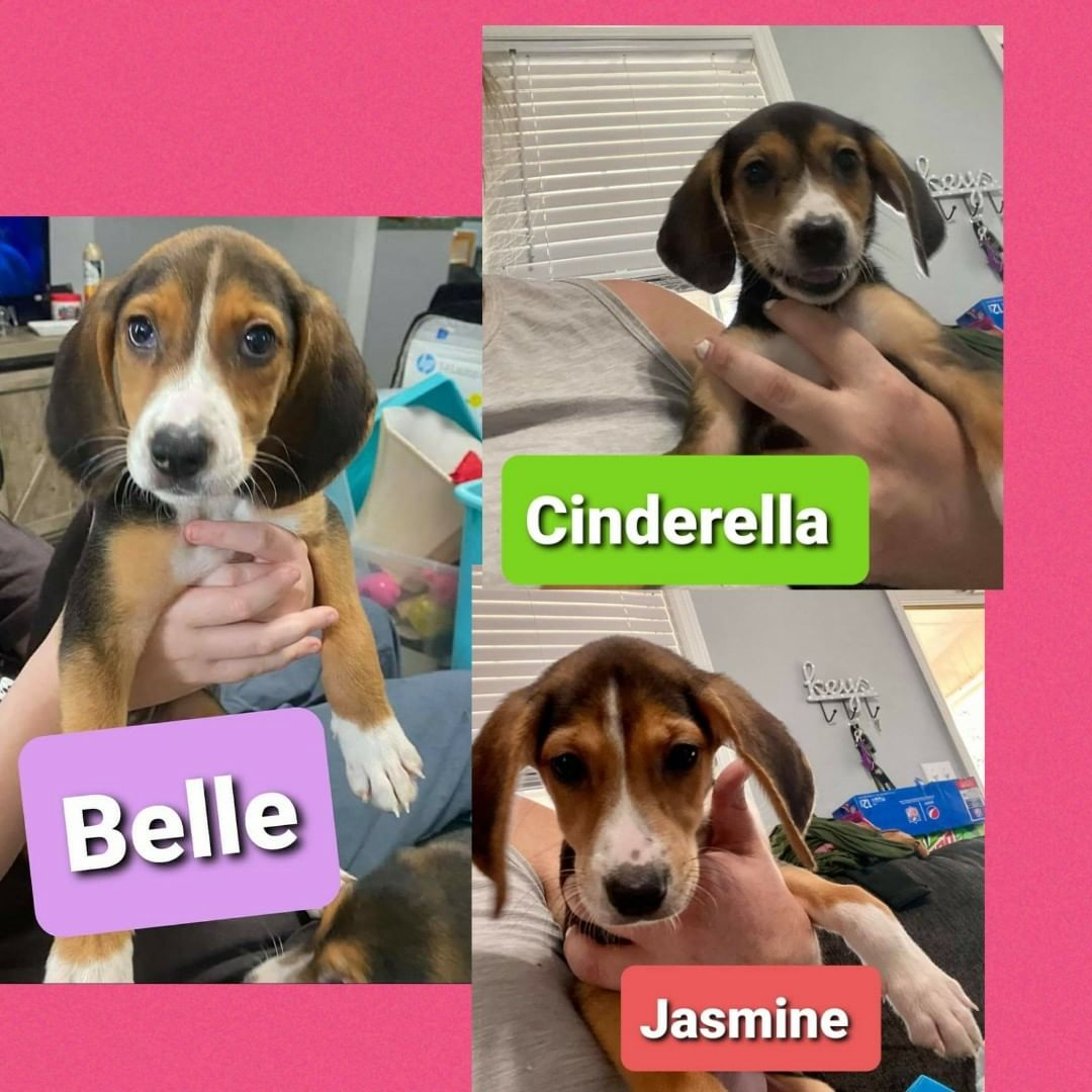 💜💜 Foster Needed💜💜
These 3 girls need a new foster home! All 3 are working on manners and some leash training. If you would like to adopt or foster one of these 3, please message the page! Located in Myrtle Beach SC area! 
💜💜💜💜💜💜💜💜💜💜💜