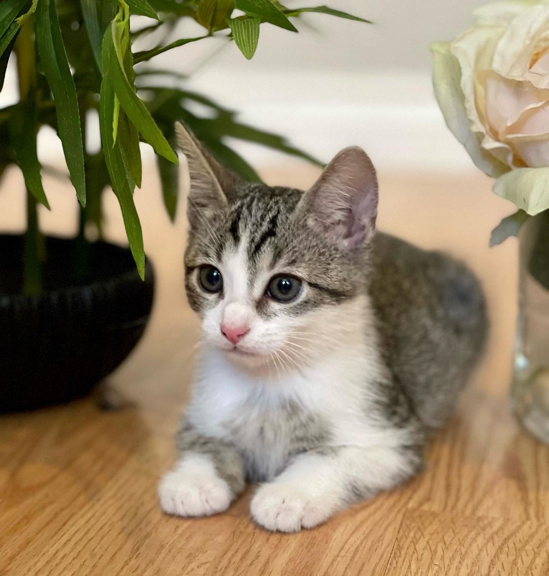 The beautiful Persephone! 

It takes a village! 
Persephone and her siblings were rescued when a kind person found them in a box under his truck. Another kind person got involved and was able to reach our rescue and secured a foster- where they have been growing and loving on their foster humans. 

Persephone is the sweetest girl. She is such a little lady, and the purest of cuddlers. She is undoubtedly going to grow up to be the loyalist of pets. She is also very curious, brave and playful. She enjoys all the kitten toys the Foster has to offer, but she loves her cuddles best. 

Persephone is hoping to be adopted with one of her siblings (please see Hades, Calypso and Hestia) and/or MUST be adopted into a home with a kitten friendly pet. 

Persephone is up to date on shots, negative for FIV/FELV, microchipped and will be spayed at the appropriate age. Her DOB is 9/8/21
.
.
.
.
.
.
.
.
,
,
<a target='_blank' href='https://www.instagram.com/explore/tags/kittensforadoption/'>#kittensforadoption</a><a target='_blank' href='https://www.instagram.com/explore/tags/fostercat/'>#fostercat</a><a target='_blank' href='https://www.instagram.com/explore/tags/fosteringsaveslives/'>#fosteringsaveslives</a><a target='_blank' href='https://www.instagram.com/explore/tags/catadoptions/'>#catadoptions</a><a target='_blank' href='https://www.instagram.com/explore/tags/kittykat/'>#kittykat</a><a target='_blank' href='https://www.instagram.com/explore/tags/catlife/'>#catlife</a><a target='_blank' href='https://www.instagram.com/explore/tags/spayandneuteryourpets/'>#spayandneuteryourpets</a><a target='_blank' href='https://www.instagram.com/explore/tags/kittiesofinstagram/'>#kittiesofinstagram</a><a target='_blank' href='https://www.instagram.com/explore/tags/cutekitties/'>#cutekitties</a><a target='_blank' href='https://www.instagram.com/explore/tags/catlovers/'>#catlovers</a><a target='_blank' href='https://www.instagram.com/explore/tags/catpics/'>#catpics</a><a target='_blank' href='https://www.instagram.com/explore/tags/kittenspics/'>#kittenspics</a><a target='_blank' href='https://www.instagram.com/explore/tags/huffpostgram/'>#huffpostgram</a><a target='_blank' href='https://www.instagram.com/explore/tags/kittengram/'>#kittengram</a>