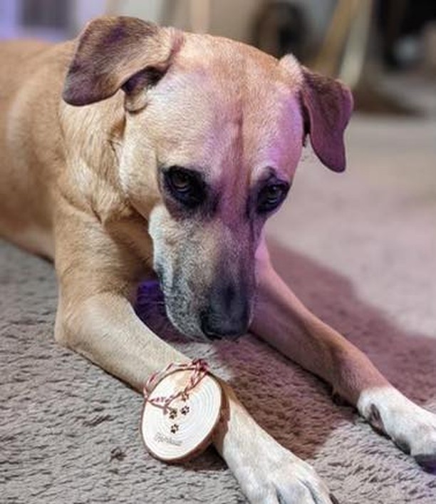 If you're as in love with your pup as we are you probably already have a Christmas ornament (and stocking, and cute Santa costume, etc.) for them. But really, can you ever have too many personalized pet ornaments? The answer is no. No you cannot.
🐾
This year The Sweet Tea Woodshop is donating 100% of the profits from their custom pet ornaments to us. Each ornament is $8 each. Check the comments for the link! 
🐾
<a target='_blank' href='https://www.instagram.com/explore/tags/BePartOfOurTeam/'>#BePartOfOurTeam</a> <a target='_blank' href='https://www.instagram.com/explore/tags/woof/'>#woof</a> <a target='_blank' href='https://www.instagram.com/explore/tags/rescuedogs/'>#rescuedogs</a> <a target='_blank' href='https://www.instagram.com/explore/tags/rightdogrighthome/'>#rightdogrighthome</a> <a target='_blank' href='https://www.instagram.com/explore/tags/bordercollie/'>#bordercollie</a> <a target='_blank' href='https://www.instagram.com/explore/tags/midatlanticbordercollierescue/'>#midatlanticbordercollierescue</a> <a target='_blank' href='https://www.instagram.com/explore/tags/rescuedismyfavoritebreed/'>#rescuedismyfavoritebreed</a> <a target='_blank' href='https://www.instagram.com/explore/tags/HelpUsHelpThem/'>#HelpUsHelpThem</a> <a target='_blank' href='https://www.instagram.com/explore/tags/mabcr/'>#mabcr</a> <a target='_blank' href='https://www.instagram.com/explore/tags/wecannotdothiswithoutyou/'>#wecannotdothiswithoutyou</a> <a target='_blank' href='https://www.instagram.com/explore/tags/fundraisingforacause/'>#fundraisingforacause</a> <a target='_blank' href='https://www.instagram.com/explore/tags/rescuedogsrock/'>#rescuedogsrock</a> <a target='_blank' href='https://www.instagram.com/explore/tags/fundraiser/'>#fundraiser</a>