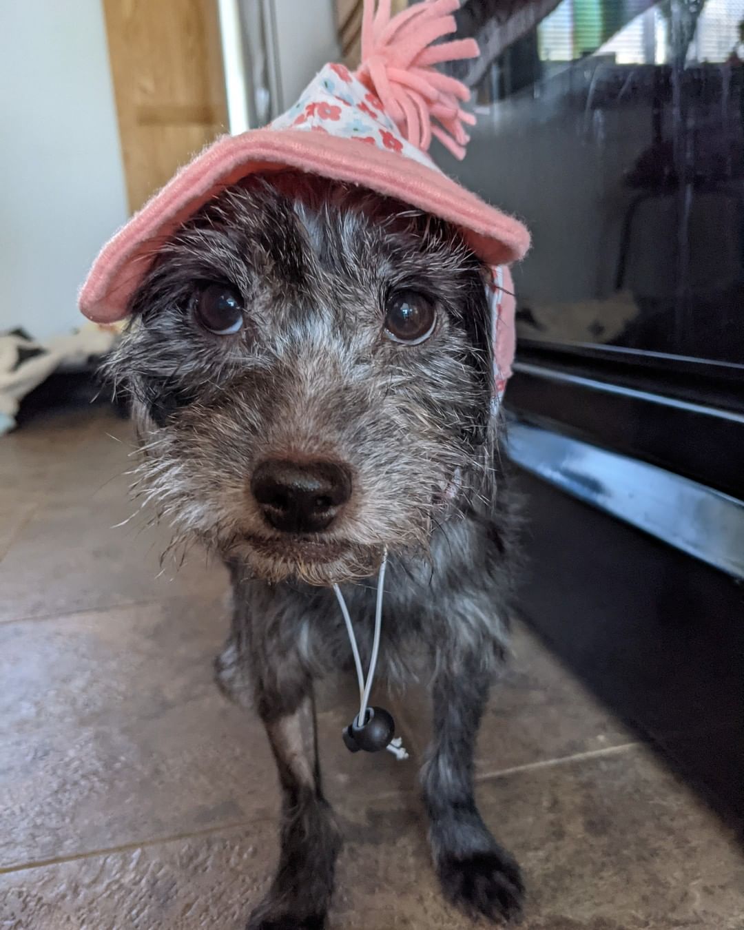 How adorable is Baby Girl in her fancy pink hat?!

Our sweet girl is settling in well at her foster home. Initially, she was a bit shy and nervous but she has been coming out of her shell more and more each day! She continues to recover well after her procedure, and will see the doctor for a re-check soon.

We will announce as soon as she is ready for adoption and when we will start accepting applications! Thank you to those who have donated and who ask about her progress - we are so grateful for your ongoing support!

<a target='_blank' href='https://www.instagram.com/explore/tags/recovery/'>#recovery</a> <a target='_blank' href='https://www.instagram.com/explore/tags/postop/'>#postop</a> <a target='_blank' href='https://www.instagram.com/explore/tags/fosteringsaveslives/'>#fosteringsaveslives</a> <a target='_blank' href='https://www.instagram.com/explore/tags/fosterhome/'>#fosterhome</a> <a target='_blank' href='https://www.instagram.com/explore/tags/rescue/'>#rescue</a> <a target='_blank' href='https://www.instagram.com/explore/tags/rescuedog/'>#rescuedog</a> <a target='_blank' href='https://www.instagram.com/explore/tags/adopt/'>#adopt</a> <a target='_blank' href='https://www.instagram.com/explore/tags/adoptadoginc/'>#adoptadoginc</a> <a target='_blank' href='https://www.instagram.com/explore/tags/toocute/'>#toocute</a> <a target='_blank' href='https://www.instagram.com/explore/tags/dogsofinstagram/'>#dogsofinstagram</a> <a target='_blank' href='https://www.instagram.com/explore/tags/terrier/'>#terrier</a> <a target='_blank' href='https://www.instagram.com/explore/tags/terriermix/'>#terriermix</a> <a target='_blank' href='https://www.instagram.com/explore/tags/fancy/'>#fancy</a> <a target='_blank' href='https://www.instagram.com/explore/tags/westchestercounty/'>#westchestercounty</a> <a target='_blank' href='https://www.instagram.com/explore/tags/fairfieldcounty/'>#fairfieldcounty</a>