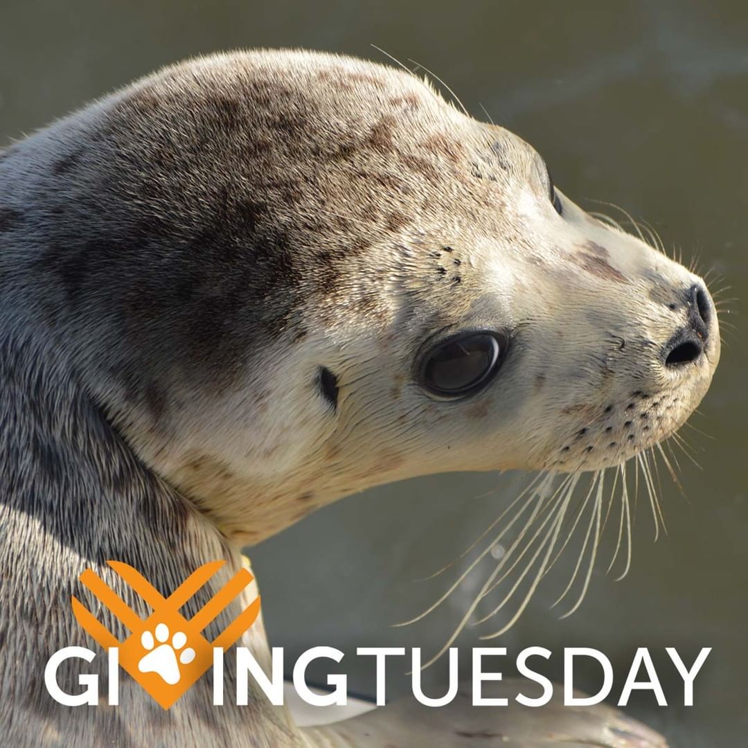 There’s still time to donate to <a target='_blank' href='https://www.instagram.com/explore/tags/GivingTuesday/'>#GivingTuesday</a>! Your gift, made before midnight tonight, will be matched dollar-for-dollar (up to $20,000!) by a generous donor. Your gift will allow us to continue to provide essential services to injured and orphaned wild animals like this orphaned harbor seal, so they have a chance to return home to the wild. You can help by giving today at paws.org/givingtuesday (link in bio). If you are unable to give, please share. THANK YOU!