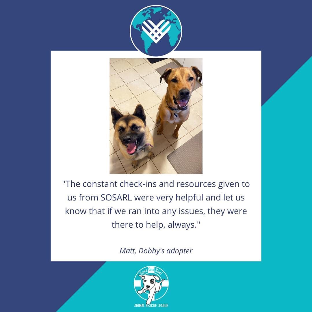 <a target='_blank' href='https://www.instagram.com/explore/tags/GivingTuesday/'>#GivingTuesday</a> 
Link in bio to donate

Dobby was initially adopted out as a young pup to a great adopter. Unfortunately, their energy levels and activity needs did not match, and Dobby was re-homed to the rescue. Dobby was noted to be an excitable dog who would often get so excited he would 