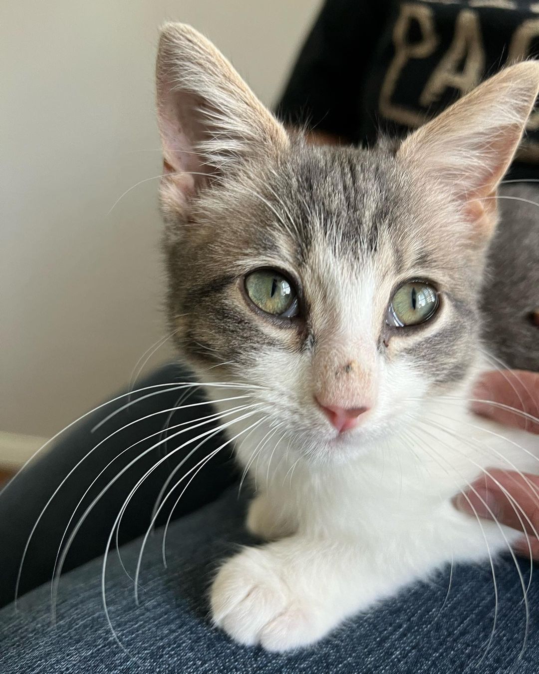 Hi Poppy!
This little cutie came into CAAT when a good Samaritan reached out to us for help. Her boyfriend was traveling in New Mexico when he found the little kitten outside. She was too little to leave on the street so he brought her in. She then called us and asked if he drove her back with him if we could rescue back. Luckily a new foster had just applied so we were able to bring her on. That was a few weeks ago and now she’s about 11 weeks old and ready for adoption! 
This little one is the purrfect little package. Playful, silly and fun. But then when she’s done playing she loves to get her cuddles on. Looking for a sweet sleeping partner? 
Since Poppy has been a Singleton she definitely is looking for a home with another cat so that she can finally play and be with another kitty. This is super important for her development. 
Poppy is also sort of a messy little eater and loves her food! 😂❤️ It’s giving her a little bit of acne on her nose from diving her face into the bowl. 😂😍🤦🏻‍♀️ As a tiny kitten she had to fend for herself on the streets, but hopefully she will start to realize soon that the food supply isn’t going away for her anytime soon. ❤️
DM for an adoption questionnaire for Poppy!
.
.
,
,
,
.
,
.
.
.
,
<a target='_blank' href='https://www.instagram.com/explore/tags/streetstothesheets/'>#streetstothesheets</a><a target='_blank' href='https://www.instagram.com/explore/tags/tabbykitten/'>#tabbykitten</a><a target='_blank' href='https://www.instagram.com/explore/tags/catpics/'>#catpics</a><a target='_blank' href='https://www.instagram.com/explore/tags/catlife/'>#catlife</a><a target='_blank' href='https://www.instagram.com/explore/tags/catfoster/'>#catfoster</a><a target='_blank' href='https://www.instagram.com/explore/tags/huffgrampost/'>#huffgrampost</a><a target='_blank' href='https://www.instagram.com/explore/tags/spayandneuter/'>#spayandneuter</a><a target='_blank' href='https://www.instagram.com/explore/tags/kittiesofinstagram/'>#kittiesofinstagram</a><a target='_blank' href='https://www.instagram.com/explore/tags/kittenlife/'>#kittenlife</a><a target='_blank' href='https://www.instagram.com/explore/tags/adoptme/'>#adoptme</a><a target='_blank' href='https://www.instagram.com/explore/tags/catfoster/'>#catfoster</a><a target='_blank' href='https://www.instagram.com/explore/tags/kittenfoster/'>#kittenfoster</a><a target='_blank' href='https://www.instagram.com/explore/tags/meowmonday/'>#meowmonday</a><a target='_blank' href='https://www.instagram.com/explore/tags/longbeach/'>#longbeach</a><a target='_blank' href='https://www.instagram.com/explore/tags/kittykat/'>#kittykat</a><a target='_blank' href='https://www.instagram.com/explore/tags/adoptdontshop/'>#adoptdontshop</a>