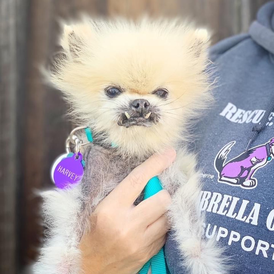 Sacramento Area of CA -- adopters must come to us to adopt within 10 days of application being approved

ACCEPTING EXCELLENT APPLICATIONS – Harvey Wallbanger – PLEASE READ THOROUGHLY AND MENTION MANY DETAILS FROM THIS BIO IN YOUR INQUIRY
Harvey is a ~12 yr old, 4 lb Pomeranian 

The good:  Harvey is a little package of sweetness wrapped in a fluffy bundle.  He loves to snuggle, sleep under the covers, follow you around and even PLAY!!! He is just the happiest little love muffin you ever saw. 

He gives kisses and loves to snuggle and be scratched ALL over.  He has also never once pooped inside his foster’s home. 

He had a dental where his remaining four teeth were extracted.  So he is toothless.  This is a good thing because 1.  He does not care and 2.  He will never again have dental expenses.

The not-so-good:  Harvey has Cushing’s Syndrome.  This is where his body produces too much cortisol.  It is controlled with a daily pill (trilostane) that we expect will run around $30-50 a month with routine monitoring labs.  He is still in the process of getting his dose correct and a new home will need to be willing to take this on.  He will come with a several month supply of the trilostane

It was caught early before there were any major changes to his bloodwork.  His foster mom just noticed that he drank A LOT and peed A LOT MORE.  While he has not had any poop accidents in his foster home, he does wear a belly band all the time because he pees a lot and has had many accidents.  Since starting the medication, he has gotten MUCH better but he is still not controlled to the point that we would consider him housebroken and he may always need belly bands (he comes with some). 

We do not think he hears well at all.

His skin is also recovering from being mostly hairless and really itchy when we got him and his trilostane medication should help this along as his hormones normalize. He will need regular professional grooming appointments with moisturizing treatments (he gets mud baths and Thera-Clean at ours)

He also guards his kennel area like he was born a guard dog.  Outside of his pen, he is a love muffin. Inside his pen, he is a honey.