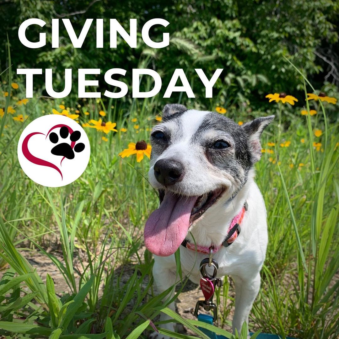 Today is Giving Tuesday, a global day of giving! 🌎

This year we received so many animals that needed some extra help and lovin’. ❤️

Earlier this year we received a large hoarding case where over 20 dogs were living in a household with almost no care. Sonata was one of those dogs and at 13 years old, was in rough shape. She had several mammary masses, was coated in fevers and urine, covered in fleas, amongst other severe medical issues that required emergency vet care. 🥺

When you donate to Cherryland Humane Society, you help all of the animals in need. ❤️ Will you give today?

<a target='_blank' href='https://www.instagram.com/explore/tags/givingtuesday/'>#givingtuesday</a> <a target='_blank' href='https://www.instagram.com/explore/tags/cherrylandhumanesociety/'>#cherrylandhumanesociety</a> <a target='_blank' href='https://www.instagram.com/explore/tags/adoptcherryland/'>#adoptcherryland</a> <a target='_blank' href='https://www.instagram.com/explore/tags/adoptdontshop/'>#adoptdontshop</a> <a target='_blank' href='https://www.instagram.com/explore/tags/love/'>#love</a> <a target='_blank' href='https://www.instagram.com/explore/tags/support/'>#support</a> <a target='_blank' href='https://www.instagram.com/explore/tags/community/'>#community</a> <a target='_blank' href='https://www.instagram.com/explore/tags/donations/'>#donations</a> <a target='_blank' href='https://www.instagram.com/explore/tags/thankful/'>#thankful</a>