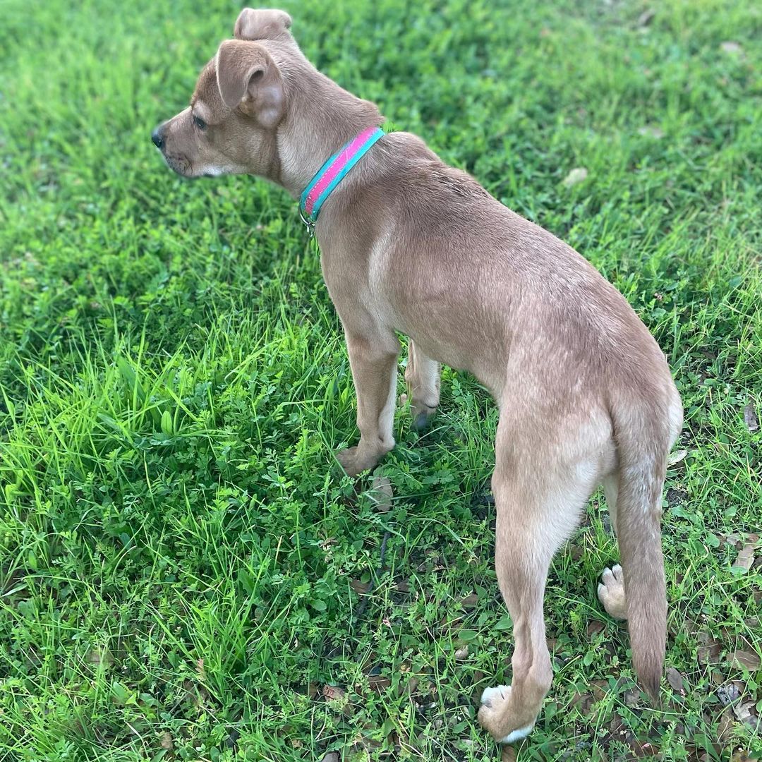 Hey there! It’s me Honey Bear! My foster mom says I’m just as sweet as honey and so very loving and cuddly. I’m a pretty amazing and well behaved 3 month old pup. I’m crate trained, seem to be house trained, good in the car, good off leash, large and small dog friendly, cat friendly, and am very quiet! I even know how to sit and am super treat motivated! My foster mom isn’t 100% sure what I am as I am a medium sized girl who is about 18 pounds right now. I will be about 50 pounds when full grown. She’s guessing me to be a Terrier and Shepherd mix! Whatever I am I sure am cute with goofy ears! I love to play with humans and other dogs and get the zoomies. I’m sure to be the perfect addition to anyone’s family. If that family is you please complete an online adoption application for me or contact my foster mom at (559)267-3607!