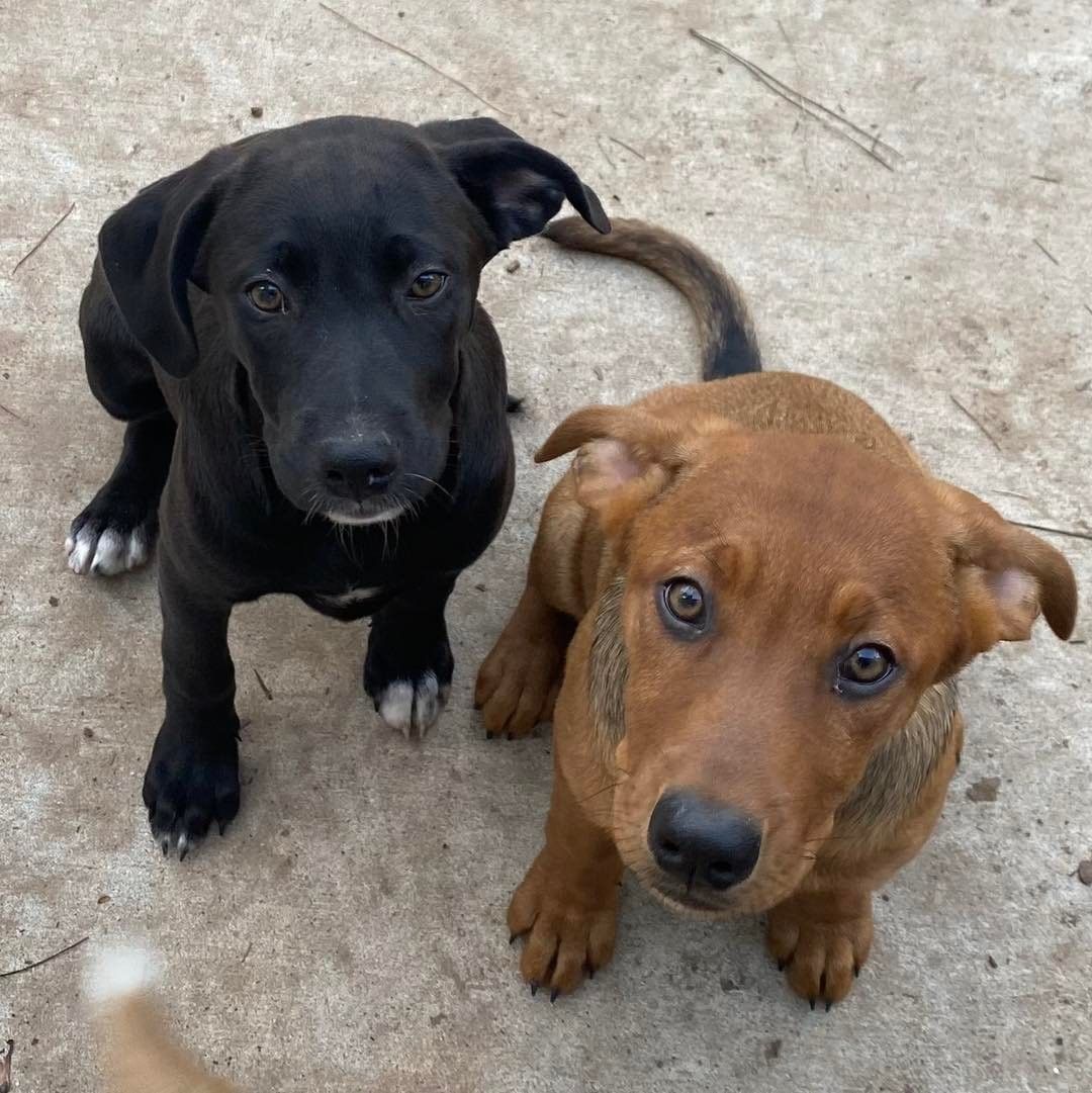 𝗠𝗘𝗘𝗧 𝗖𝗜𝗡𝗡𝗔𝗠𝗢𝗡!
Cinnamon is a part of the Grangerland litter, a litter of puppies found in Texas. She is playful and friendly, and looking for her forever home. Cinnamon loves affection and loves to cuddle up on the couch! 

Apply to foster or adopt her ⬇️
https://snarrnortheast.org/adopt/
https://snarrnortheast.org/foster

<a target='_blank' href='https://www.instagram.com/explore/tags/adoptdontshop/'>#adoptdontshop</a> <a target='_blank' href='https://www.instagram.com/explore/tags/rescue/'>#rescue</a> <a target='_blank' href='https://www.instagram.com/explore/tags/animallovers/'>#animallovers</a> <a target='_blank' href='https://www.instagram.com/explore/tags/dog/'>#dog</a> <a target='_blank' href='https://www.instagram.com/explore/tags/love/'>#love</a> <a target='_blank' href='https://www.instagram.com/explore/tags/dogrescue/'>#dogrescue</a> <a target='_blank' href='https://www.instagram.com/explore/tags/rescuedog/'>#rescuedog</a> <a target='_blank' href='https://www.instagram.com/explore/tags/adopt/'>#adopt</a> <a target='_blank' href='https://www.instagram.com/explore/tags/fosteringsaveslives/'>#fosteringsaveslives</a> <a target='_blank' href='https://www.instagram.com/explore/tags/doglover/'>#doglover</a> <a target='_blank' href='https://www.instagram.com/explore/tags/snarrnortheastrescue/'>#snarrnortheastrescue</a> <a target='_blank' href='https://www.instagram.com/explore/tags/givinghopetothehopeless/'>#givinghopetothehopeless</a> <a target='_blank' href='https://www.instagram.com/explore/tags/secondchances/'>#secondchances</a>