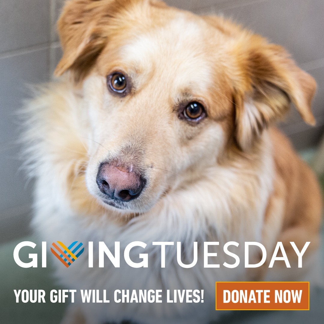This <a target='_blank' href='https://www.instagram.com/explore/tags/GivingTuesday/'>#GivingTuesday</a>, show animals they can count on you! 💙🐾 Make a gift to help the dogs, cats, and critters in our shelters receive the care they need and the second chances they deserve. Just click the “Donate” button in our bio.