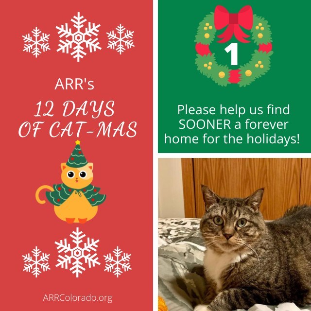 Introducing ARR's 12 Days of Cat-mas, where for the next 12 days we will feature adorable adult cats needing a forever home. 

🎁SPECIAL GIFT OFFER:  Adopters of any of the 12 adult cats featured as part of the 12 Days of Cat-mas will receive a $25 gift card as a thank you for giving a deserving adult cat a second chance!

Day <a target='_blank' href='https://www.instagram.com/explore/tags/1/'>#1</a> is Sooner 

About Sooner:

She’s large and in charge. 😹 She’s a sassy mama who has suffered a lot of loss in her life but she is doing better every day. 

Sooner needs a family with:

🎄 A quiet home with no children or rambunctious animals (calm cats are fine).

🎄 Someone who will be patient while she decides that they are worthy of her attention.
 
🎄 Someone willing to help her lose weight (she’s on diet food and eats it with no issue).
 
🎄 Someone who is willing to monitor her mood and decide whether or not to taper her off of her medication.
 
🎄 String toys. Not mice, not crinkly toys, not balls. Sooner is picky about her playthings! 
 
Find more about her or apply to adopt her via the link in the bio.

Please help us find Sooner a forever home for the holidays by sharing this post with anyone who you think would be a good fit for her. (Maybe it's you?!) 
<a target='_blank' href='https://www.instagram.com/explore/tags/ARR12DaysofCatmas/'>#ARR12DaysofCatmas</a> <a target='_blank' href='https://www.instagram.com/explore/tags/ARRColorado/'>#ARRColorado</a> <a target='_blank' href='https://www.instagram.com/explore/tags/AnimalRescueoftheRockies/'>#AnimalRescueoftheRockies</a> <a target='_blank' href='https://www.instagram.com/explore/tags/AdoptDontShop/'>#AdoptDontShop</a> <a target='_blank' href='https://www.instagram.com/explore/tags/ForeverHomeForTheHolidays/'>#ForeverHomeForTheHolidays</a>