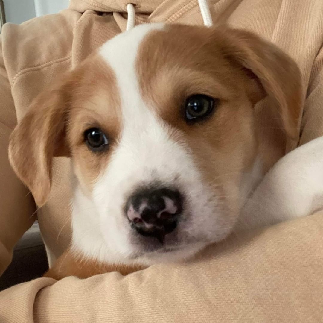 Gary is a very chill 11 week old, 13lb male Australian Shepard/Catahoula Leopard mix. He loves to be cuddled in the arms of people, and plays well with the other canines in his foster home. If napping is something you enjoy, Gary is your guy! He is expected to be a medium to large sized adult dog. Gary would do great in a home with or without a canine sibling. 

To be considered the first step is to apply here: https://www.pawsup4rescue.org/dog-cat-applicaiton 
We are located in Joliet Illinois and require adopters be within a 100-mile radius to adopt. If your app is picked we will be in touch by phone to set up a private meet.  If the dog is adopted we will post the adoption pic. Information on fees can be found here: https://www.pawsup4rescue.org/adoptions
<a target='_blank' href='https://www.instagram.com/explore/tags/pu4r/'>#pu4r</a> <a target='_blank' href='https://www.instagram.com/explore/tags/PawsUp4Rescue/'>#PawsUp4Rescue</a> <a target='_blank' href='https://www.instagram.com/explore/tags/fosterdog/'>#fosterdog</a> <a target='_blank' href='https://www.instagram.com/explore/tags/rescuedog/'>#rescuedog</a> <a target='_blank' href='https://www.instagram.com/explore/tags/adoptdontshop/'>#adoptdontshop</a>