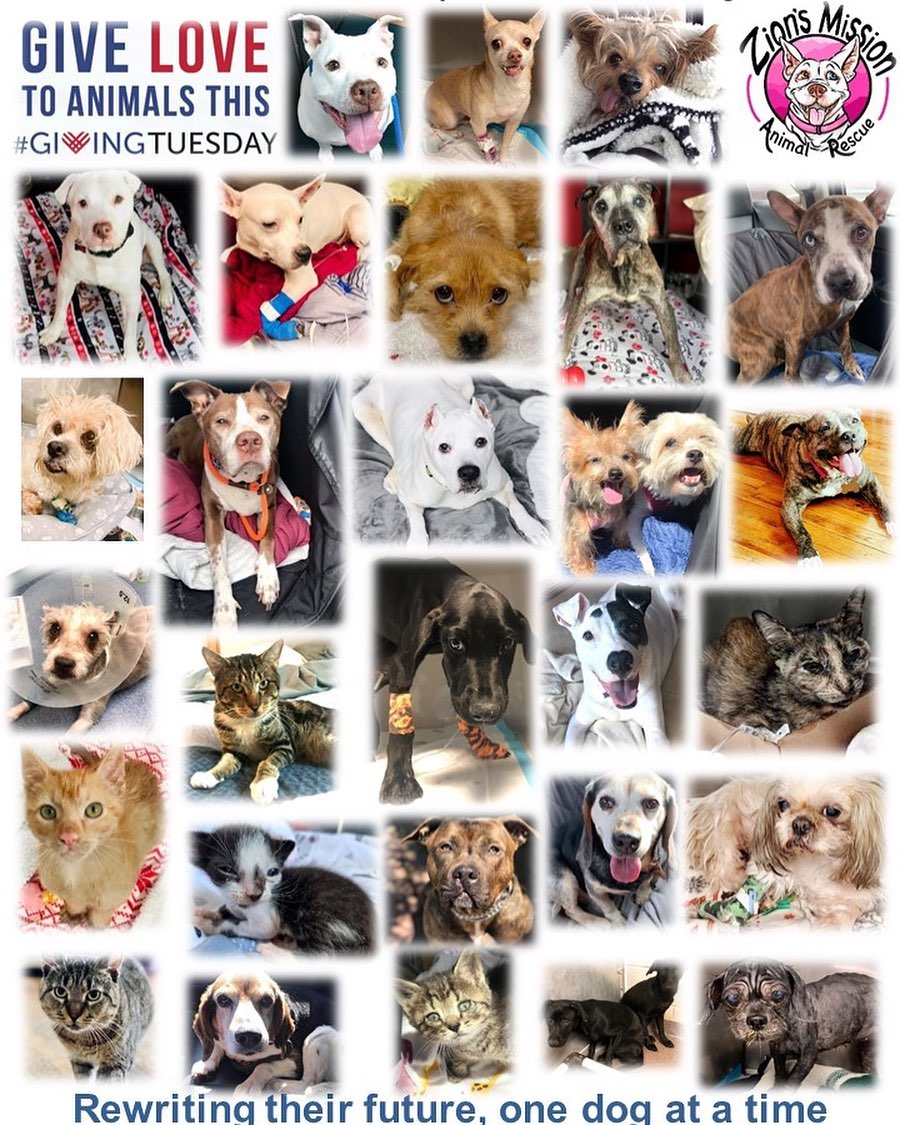 Please consider making a life-saving donation today, <a target='_blank' href='https://www.instagram.com/explore/tags/GivingTuesday/'>#GivingTuesday</a>
👆DONATE VIA LINK IN BIO👆

Our mission is to rescue, rehabilitate, train, and find loving homes for as many abused, abandoned, neglected and unwanted animals as possible. We are further dedicated to providing hospice care to those most vulnerable, our beloved seniors, and those who are terminally ill. 

Additionally, we work within our community to promote responsible pet ownership. We rely solely on life-saving donations from our generous supporters to complete a rescue from start to finish. 

With our whole hearts we thank everyone who helps us 🖤
<a target='_blank' href='https://www.instagram.com/explore/tags/givingtuesday/'>#givingtuesday</a> <a target='_blank' href='https://www.instagram.com/explore/tags/givingtuesday2021/'>#givingtuesday2021</a> <a target='_blank' href='https://www.instagram.com/explore/tags/savealife/'>#savealife</a> <a target='_blank' href='https://www.instagram.com/explore/tags/saveadog/'>#saveadog</a> <a target='_blank' href='https://www.instagram.com/explore/tags/savingseniors/'>#savingseniors</a> <a target='_blank' href='https://www.instagram.com/explore/tags/rescue/'>#rescue</a> <a target='_blank' href='https://www.instagram.com/explore/tags/rescuedog/'>#rescuedog</a> <a target='_blank' href='https://www.instagram.com/explore/tags/dog/'>#dog</a> <a target='_blank' href='https://www.instagram.com/explore/tags/dogs/'>#dogs</a> <a target='_blank' href='https://www.instagram.com/explore/tags/nyc/'>#nyc</a> <a target='_blank' href='https://www.instagram.com/explore/tags/animalrescue/'>#animalrescue</a> <a target='_blank' href='https://www.instagram.com/explore/tags/rescuecat/'>#rescuecat</a> <a target='_blank' href='https://www.instagram.com/explore/tags/rockawaybeach/'>#rockawaybeach</a> <a target='_blank' href='https://www.instagram.com/explore/tags/adopt/'>#adopt</a> <a target='_blank' href='https://www.instagram.com/explore/tags/foster/'>#foster</a> <a target='_blank' href='https://www.instagram.com/explore/tags/donate/'>#donate</a> <a target='_blank' href='https://www.instagram.com/explore/tags/donatetoday/'>#donatetoday</a> <a target='_blank' href='https://www.instagram.com/explore/tags/rescueismyfavoritebreed/'>#rescueismyfavoritebreed</a> <a target='_blank' href='https://www.instagram.com/explore/tags/pitbulls/'>#pitbulls</a> <a target='_blank' href='https://www.instagram.com/explore/tags/pitbullsofinstagram/'>#pitbullsofinstagram</a> <a target='_blank' href='https://www.instagram.com/explore/tags/largedogs/'>#largedogs</a> <a target='_blank' href='https://www.instagram.com/explore/tags/smalldogs/'>#smalldogs</a> <a target='_blank' href='https://www.instagram.com/explore/tags/animalsarethebest/'>#animalsarethebest</a>