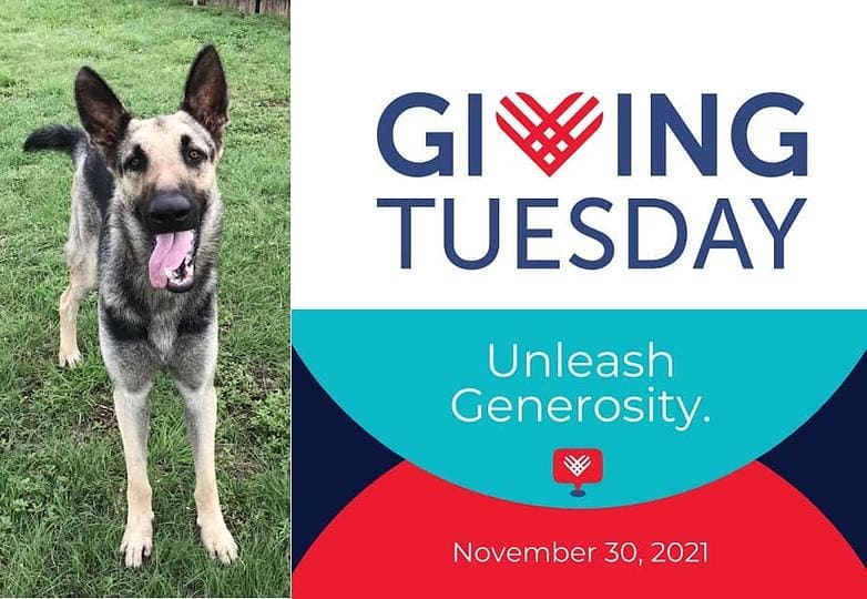 Monty wants to remind you that today is Giving Tuesday and he loves to eat.  Your gift will help our 20+ foster dogs to have food, medicine and toys. Just go to our Home page to donate safely via PayPal.  www.gsdrescuectx.com <a target='_blank' href='https://www.instagram.com/explore/tags/givingtuesday/'>#givingtuesday</a> <a target='_blank' href='https://www.instagram.com/explore/tags/givingtuesdaynow/'>#givingtuesdaynow</a>  <a target='_blank' href='https://www.instagram.com/explore/tags/adoptdontshop/'>#adoptdontshop</a> <a target='_blank' href='https://www.instagram.com/explore/tags/germanshepherds/'>#germanshepherds</a> <a target='_blank' href='https://www.instagram.com/explore/tags/germanshepherdsofinstagram/'>#germanshepherdsofinstagram</a> <a target='_blank' href='https://www.instagram.com/explore/tags/germanshepherdsofaustin/'>#germanshepherdsofaustin</a> <a target='_blank' href='https://www.instagram.com/explore/tags/germanshepherdsofdallas/'>#germanshepherdsofdallas</a> <a target='_blank' href='https://www.instagram.com/explore/tags/rescuedogsrule/'>#rescuedogsrule</a>❤️ <a target='_blank' href='https://www.instagram.com/explore/tags/germansherperdlovers/'>#germansherperdlovers</a> <a target='_blank' href='https://www.instagram.com/explore/tags/germanshepherdlovers/'>#germanshepherdlovers</a>
