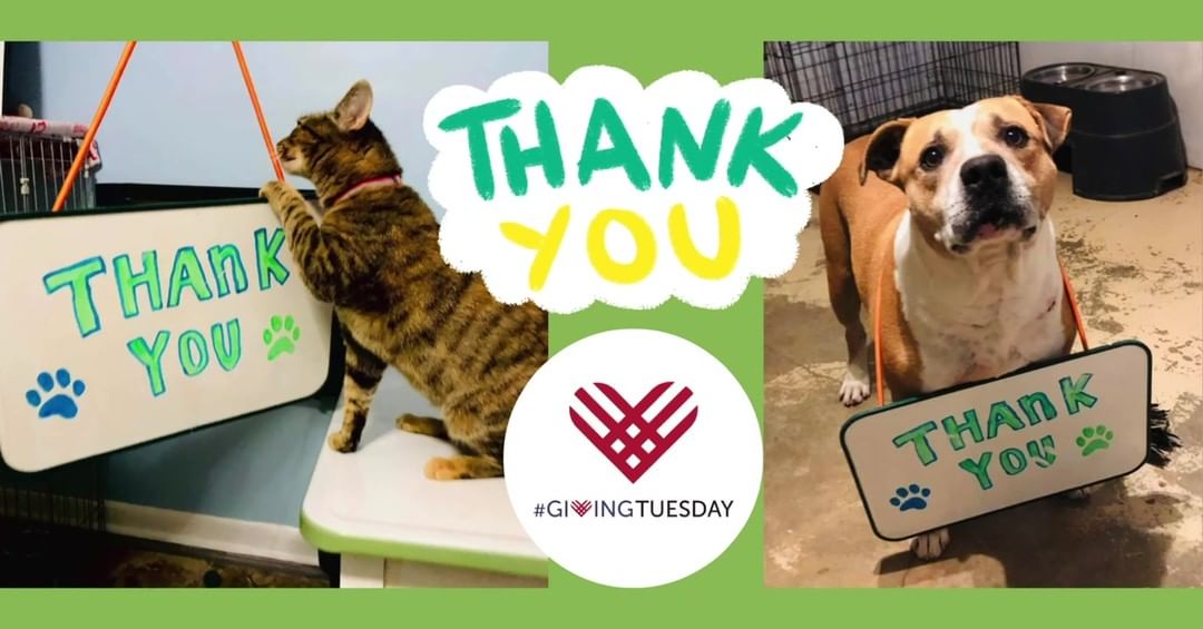 The humans and pets at ANLOL send a huge 𝚃𝙷𝙰𝙽𝙺 𝚈𝙾𝚄 to all of the donations and support received for <a target='_blank' href='https://www.instagram.com/explore/tags/givingtuesday/'>#givingtuesday</a>! 

Your contributions will go towards helping us save more homeless animals in Alabama! 🐶🐱🐽🐰🐴

<a target='_blank' href='https://www.instagram.com/explore/tags/anewleashonlife/'>#anewleashonlife</a> <a target='_blank' href='https://www.instagram.com/explore/tags/anewleash/'>#anewleash</a> <a target='_blank' href='https://www.instagram.com/explore/tags/anlol/'>#anlol</a> <a target='_blank' href='https://www.instagram.com/explore/tags/adoptionevent/'>#adoptionevent</a> <a target='_blank' href='https://www.instagram.com/explore/tags/adoptables/'>#adoptables</a> <a target='_blank' href='https://www.instagram.com/explore/tags/adoptdontshop/'>#adoptdontshop</a>  <a target='_blank' href='https://www.instagram.com/explore/tags/rescuedismyfavoritebreed/'>#rescuedismyfavoritebreed</a> <a target='_blank' href='https://www.instagram.com/explore/tags/adoptadog/'>#adoptadog</a> <a target='_blank' href='https://www.instagram.com/explore/tags/adoptacat/'>#adoptacat</a> <a target='_blank' href='https://www.instagram.com/explore/tags/rescuedog/'>#rescuedog</a> <a target='_blank' href='https://www.instagram.com/explore/tags/rescuecat/'>#rescuecat</a> <a target='_blank' href='https://www.instagram.com/explore/tags/spayandneuter/'>#spayandneuter</a> <a target='_blank' href='https://www.instagram.com/explore/tags/savethemall/'>#savethemall</a> <a target='_blank' href='https://www.instagram.com/explore/tags/choosetoadopt/'>#choosetoadopt</a> <a target='_blank' href='https://www.instagram.com/explore/tags/alabamaanimalrescue/'>#alabamaanimalrescue</a> <a target='_blank' href='https://www.instagram.com/explore/tags/adoptme/'>#adoptme</a> <a target='_blank' href='https://www.instagram.com/explore/tags/volunteer/'>#volunteer</a> <a target='_blank' href='https://www.instagram.com/explore/tags/foster/'>#foster</a> <a target='_blank' href='https://www.instagram.com/explore/tags/fosteringsaveslives/'>#fosteringsaveslives</a> <a target='_blank' href='https://www.instagram.com/explore/tags/adoptpurelove/'>#adoptpurelove</a> <a target='_blank' href='https://www.instagram.com/explore/tags/huntsvilleal/'>#huntsvilleal</a> <a target='_blank' href='https://www.instagram.com/explore/tags/rescuepet/'>#rescuepet</a> <a target='_blank' href='https://www.instagram.com/explore/tags/rescuepetsofinstagram/'>#rescuepetsofinstagram</a>  <a target='_blank' href='https://www.instagram.com/explore/tags/rescue/'>#rescue</a> <a target='_blank' href='https://www.instagram.com/explore/tags/madisonal/'>#madisonal</a> <a target='_blank' href='https://www.instagram.com/explore/tags/northalabama/'>#northalabama</a>