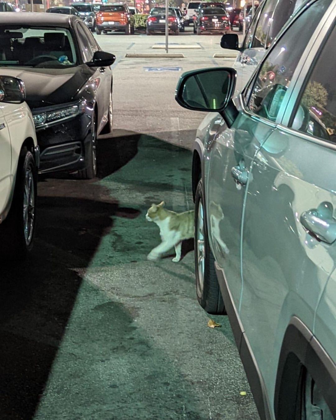 🚨Rescue Needed 🚨

We were contacted by a lovely soul about a kitty needing rescue. The individual is willing to help trap. 

This cat is extremely friendly and is at the Target on Whittier Blvd in Pico Rivera. The kitty is very friendly and will let strangers give pets.  This kitty wants to be safe inside and even keeps going into the store. Any way you can help?

Unfortunately, we are unable to take anymore kitties in at this time. We hope that someone else in the rescue community can step up 🙏🏽