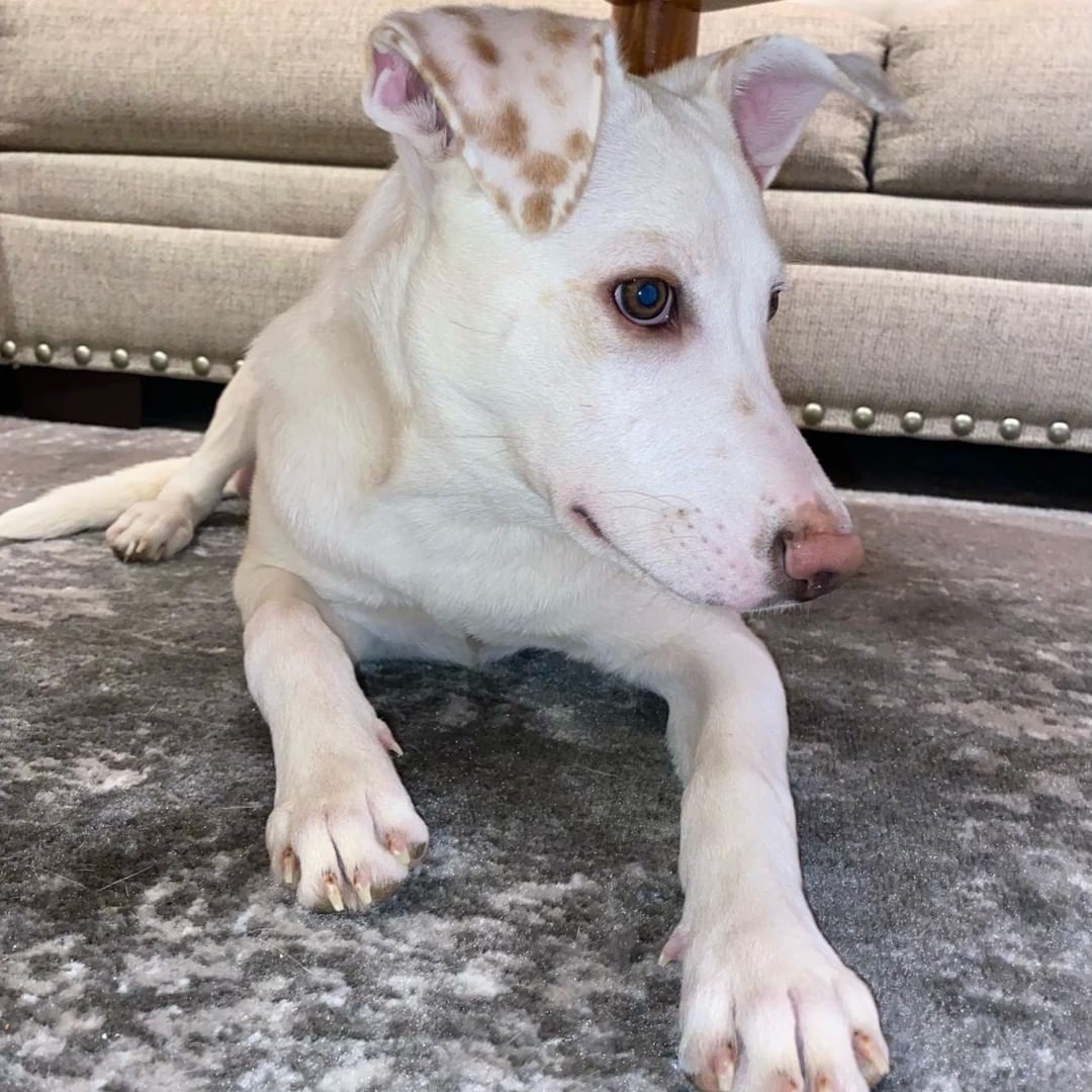 𝗠𝗘𝗘𝗧 𝗞𝗢𝗥𝗣𝗨𝗦!!
Korpus is a 6 month old energetic, yet super loving pup with the cutest spotted ears! He loves people and other dogs. He is very loyal and will always want to be right by your side in your home. He loves curling up beside you for cuddles and is obsessed with being pet and scratched! He has been crate trained, sleeping in it during the night, (and even voluntarily during the day), and learns very quickly! Korpus is more than ready for his forever home!

Apply to foster or adopt her ⬇️
https://snarrnortheast.org/adopt/
https://snarrnortheast.org/foster

<a target='_blank' href='https://www.instagram.com/explore/tags/adoptdontshop/'>#adoptdontshop</a> <a target='_blank' href='https://www.instagram.com/explore/tags/rescue/'>#rescue</a> <a target='_blank' href='https://www.instagram.com/explore/tags/animallovers/'>#animallovers</a> <a target='_blank' href='https://www.instagram.com/explore/tags/dog/'>#dog</a> <a target='_blank' href='https://www.instagram.com/explore/tags/love/'>#love</a> <a target='_blank' href='https://www.instagram.com/explore/tags/dogrescue/'>#dogrescue</a> <a target='_blank' href='https://www.instagram.com/explore/tags/rescuedog/'>#rescuedog</a> <a target='_blank' href='https://www.instagram.com/explore/tags/adopt/'>#adopt</a> <a target='_blank' href='https://www.instagram.com/explore/tags/fosteringsaveslives/'>#fosteringsaveslives</a> <a target='_blank' href='https://www.instagram.com/explore/tags/doglover/'>#doglover</a> <a target='_blank' href='https://www.instagram.com/explore/tags/snarrnortheastrescue/'>#snarrnortheastrescue</a> <a target='_blank' href='https://www.instagram.com/explore/tags/givinghopetothehopeless/'>#givinghopetothehopeless</a> <a target='_blank' href='https://www.instagram.com/explore/tags/secondchances/'>#secondchances</a>