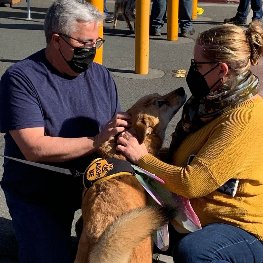 How is Nancy still here?! This sweet girl is a HUGE people person! She absolutely loves affection, is so sweet with children, gets along with other dogs, does well in all social situations, walks well on leash, and would be the perfect addition to any home!! Come meet Nancy today and find out just how special she is!! 
.
.
.
<a target='_blank' href='https://www.instagram.com/explore/tags/dog/'>#dog</a> <a target='_blank' href='https://www.instagram.com/explore/tags/dogs/'>#dogs</a> <a target='_blank' href='https://www.instagram.com/explore/tags/dogsofinstagram/'>#dogsofinstagram</a> <a target='_blank' href='https://www.instagram.com/explore/tags/shelterdog/'>#shelterdog</a> <a target='_blank' href='https://www.instagram.com/explore/tags/rescuedog/'>#rescuedog</a> <a target='_blank' href='https://www.instagram.com/explore/tags/adoptable/'>#adoptable</a> <a target='_blank' href='https://www.instagram.com/explore/tags/adopt/'>#adopt</a> <a target='_blank' href='https://www.instagram.com/explore/tags/adoptdontshop/'>#adoptdontshop</a> <a target='_blank' href='https://www.instagram.com/explore/tags/adoptme/'>#adoptme</a> <a target='_blank' href='https://www.instagram.com/explore/tags/adoptadog/'>#adoptadog</a> <a target='_blank' href='https://www.instagram.com/explore/tags/mendocinocoasthumanesociety/'>#mendocinocoasthumanesociety</a> <a target='_blank' href='https://www.instagram.com/explore/tags/humanesociety/'>#humanesociety</a> <a target='_blank' href='https://www.instagram.com/explore/tags/rescue/'>#rescue</a> <a target='_blank' href='https://www.instagram.com/explore/tags/rescuedismyfavoritebreed/'>#rescuedismyfavoritebreed</a> <a target='_blank' href='https://www.instagram.com/explore/tags/dogrescue/'>#dogrescue</a> <a target='_blank' href='https://www.instagram.com/explore/tags/shelter/'>#shelter</a> <a target='_blank' href='https://www.instagram.com/explore/tags/cute/'>#cute</a> <a target='_blank' href='https://www.instagram.com/explore/tags/adorable/'>#adorable</a> <a target='_blank' href='https://www.instagram.com/explore/tags/mendocino/'>#mendocino</a> <a target='_blank' href='https://www.instagram.com/explore/tags/mendocinocoast/'>#mendocinocoast</a> <a target='_blank' href='https://www.instagram.com/explore/tags/fortbragg/'>#fortbragg</a> <a target='_blank' href='https://www.instagram.com/explore/tags/fortbraggca/'>#fortbraggca</a> <a target='_blank' href='https://www.instagram.com/explore/tags/humanesociety/'>#humanesociety</a> <a target='_blank' href='https://www.instagram.com/explore/tags/northcoast/'>#northcoast</a> <a target='_blank' href='https://www.instagram.com/explore/tags/northerncalifornia/'>#northerncalifornia</a>