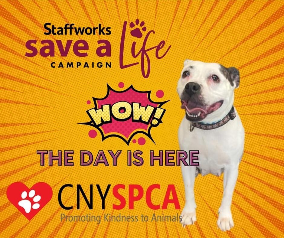 The day is finally here! KO is SO excited. Please note: Any online donations MUST go through this site or they WILL NOT count for matching funds: https://savealife.staffworkscny.com/organizations/cny-spca (link in our bio)