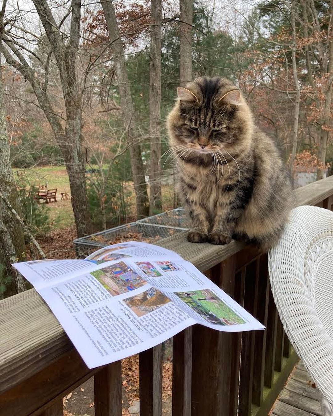 We knew Oscar was a special cat when we wrote about him for the newsletter, so we are very happy to see that he approves of his article!

<a target='_blank' href='https://www.instagram.com/explore/tags/barncat/'>#barncat</a> <a target='_blank' href='https://www.instagram.com/explore/tags/medfieldshelteralum/'>#medfieldshelteralum</a> <a target='_blank' href='https://www.instagram.com/explore/tags/livinghisbestlife/'>#livinghisbestlife</a> <a target='_blank' href='https://www.instagram.com/explore/tags/mainecoon/'>#mainecoon</a>