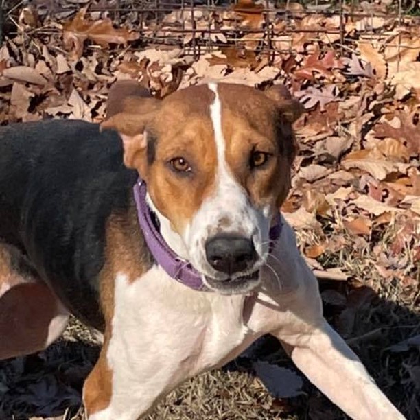 What a great day to hang out with the dogs at the shelter!