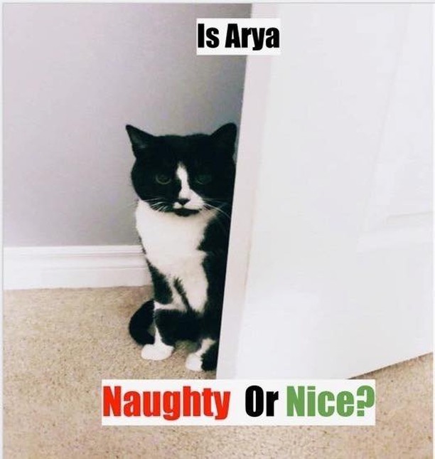 It’s time to vote! Was Arya eavesdropping?! Should Arya be on Santa’s naughty or nice list? Let us know in the comments! 🎅

.
.
.
.
.
.
.
.
.
.
<a target='_blank' href='https://www.instagram.com/explore/tags/teamcatrescue/'>#teamcatrescue</a> <a target='_blank' href='https://www.instagram.com/explore/tags/adoptacat/'>#adoptacat</a> <a target='_blank' href='https://www.instagram.com/explore/tags/adoptdontshop/'>#adoptdontshop</a> <a target='_blank' href='https://www.instagram.com/explore/tags/catrescue/'>#catrescue</a> <a target='_blank' href='https://www.instagram.com/explore/tags/rescuecat/'>#rescuecat</a> <a target='_blank' href='https://www.instagram.com/explore/tags/adopt/'>#adopt</a> <a target='_blank' href='https://www.instagram.com/explore/tags/adoption/'>#adoption</a> <a target='_blank' href='https://www.instagram.com/explore/tags/love/'>#love</a> <a target='_blank' href='https://www.instagram.com/explore/tags/catlovers/'>#catlovers</a> <a target='_blank' href='https://www.instagram.com/explore/tags/catlife/'>#catlife</a> <a target='_blank' href='https://www.instagram.com/explore/tags/cute/'>#cute</a> <a target='_blank' href='https://www.instagram.com/explore/tags/happy/'>#happy</a> <a target='_blank' href='https://www.instagram.com/explore/tags/toronto/'>#toronto</a> <a target='_blank' href='https://www.instagram.com/explore/tags/ilovemycat/'>#ilovemycat</a> <a target='_blank' href='https://www.instagram.com/explore/tags/cat/'>#cat</a> <a target='_blank' href='https://www.instagram.com/explore/tags/adoptcat/'>#adoptcat</a> <a target='_blank' href='https://www.instagram.com/explore/tags/nonprofit/'>#nonprofit</a> <a target='_blank' href='https://www.instagram.com/explore/tags/charity/'>#charity</a> <a target='_blank' href='https://www.instagram.com/explore/tags/follow/'>#follow</a> <a target='_blank' href='https://www.instagram.com/explore/tags/instagood/'>#instagood</a> <a target='_blank' href='https://www.instagram.com/explore/tags/catsofinstagram/'>#catsofinstagram</a> <a target='_blank' href='https://www.instagram.com/explore/tags/cats_of_instagram/'>#cats_of_instagram</a>