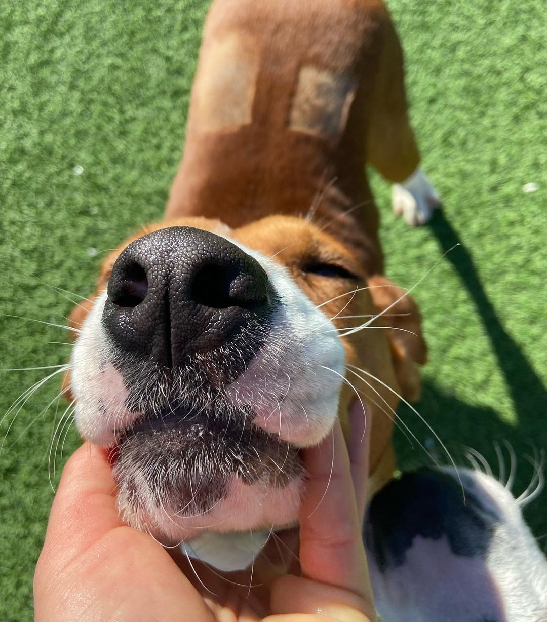 “Ooh yeah that’s the spot”

Hi there, my name is Darth! I am a 2 year old hound. I was found in South Carolina living outside with 7 other dogs in a small kennel.

I am shy but friendly guy and I think I could make an excellent family pet in a home with slightly older children. I like to hang out with other dogs, but sometimes can be selective about who I call my friend. I do seem to have a strong prey drive and wouldn't be a good fit for a home with cats or other small animals, but I certainly wouldn’t mind another dog sibling! 

I'd love to find an experienced dog owner who can help me learn to harness my confidence. I'd prefer a quieter lifestyle if possible, but that doesn't mean I don't want to meet new people. I could most certainly benefit from further training, particularly because I am not 100% potty-trained yet. Unfortunately, I did arrive at the ranch with testing positive for Heartworm, but lucky for me, the veterinarians here have been taking excellent care of me and BDRR covers all related expenses!

This Christmas will be the first one where I get to be in a safe, warm environment, and I’d love to spend it with you at your home! Apply to adopt at www.BDRR.org/adopt!