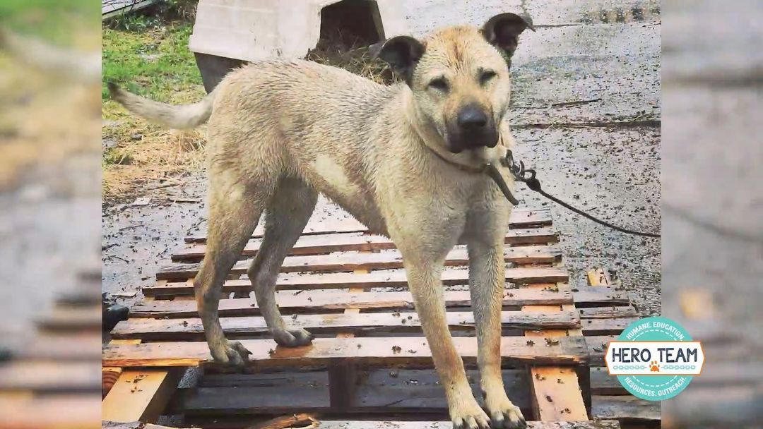 Hear how your donations impact dogs like Goldie through our HERO Team’s lifesaving work. ❤️
 
On this <a target='_blank' href='https://www.instagram.com/explore/tags/GivingTuesday/'>#GivingTuesday</a>, DONATE and your impact will be MATCHED. 🐾 

<a target='_blank' href='https://www.instagram.com/explore/tags/donate/'>#donate</a> <a target='_blank' href='https://www.instagram.com/explore/tags/heroesforpets/'>#heroesforpets</a> <a target='_blank' href='https://www.instagram.com/explore/tags/heroteam/'>#heroteam</a> <a target='_blank' href='https://www.instagram.com/explore/tags/greatplainsspca/'>#greatplainsspca</a>