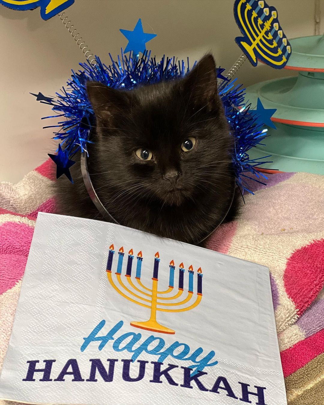 Dimples and everyone at Associated Humane Society of Tinton Falls wish all who celebrate a Happy Hanukkah. May the light of Hanukkah bring peace, health and joy!! 🕎