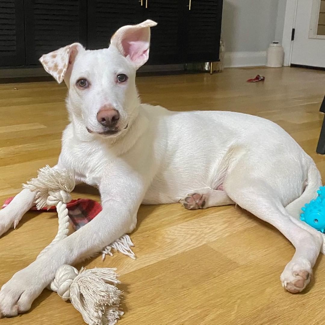 𝗠𝗘𝗘𝗧 𝗞𝗢𝗥𝗣𝗨𝗦!!
Korpus is a 6 month old energetic, yet super loving pup with the cutest spotted ears! He loves people and other dogs. He is very loyal and will always want to be right by your side in your home. He loves curling up beside you for cuddles and is obsessed with being pet and scratched! He has been crate trained, sleeping in it during the night, (and even voluntarily during the day), and learns very quickly! Korpus is more than ready for his forever home!

Apply to foster or adopt her ⬇️
https://snarrnortheast.org/adopt/
https://snarrnortheast.org/foster

<a target='_blank' href='https://www.instagram.com/explore/tags/adoptdontshop/'>#adoptdontshop</a> <a target='_blank' href='https://www.instagram.com/explore/tags/rescue/'>#rescue</a> <a target='_blank' href='https://www.instagram.com/explore/tags/animallovers/'>#animallovers</a> <a target='_blank' href='https://www.instagram.com/explore/tags/dog/'>#dog</a> <a target='_blank' href='https://www.instagram.com/explore/tags/love/'>#love</a> <a target='_blank' href='https://www.instagram.com/explore/tags/dogrescue/'>#dogrescue</a> <a target='_blank' href='https://www.instagram.com/explore/tags/rescuedog/'>#rescuedog</a> <a target='_blank' href='https://www.instagram.com/explore/tags/adopt/'>#adopt</a> <a target='_blank' href='https://www.instagram.com/explore/tags/fosteringsaveslives/'>#fosteringsaveslives</a> <a target='_blank' href='https://www.instagram.com/explore/tags/doglover/'>#doglover</a> <a target='_blank' href='https://www.instagram.com/explore/tags/snarrnortheastrescue/'>#snarrnortheastrescue</a> <a target='_blank' href='https://www.instagram.com/explore/tags/givinghopetothehopeless/'>#givinghopetothehopeless</a> <a target='_blank' href='https://www.instagram.com/explore/tags/secondchances/'>#secondchances</a>