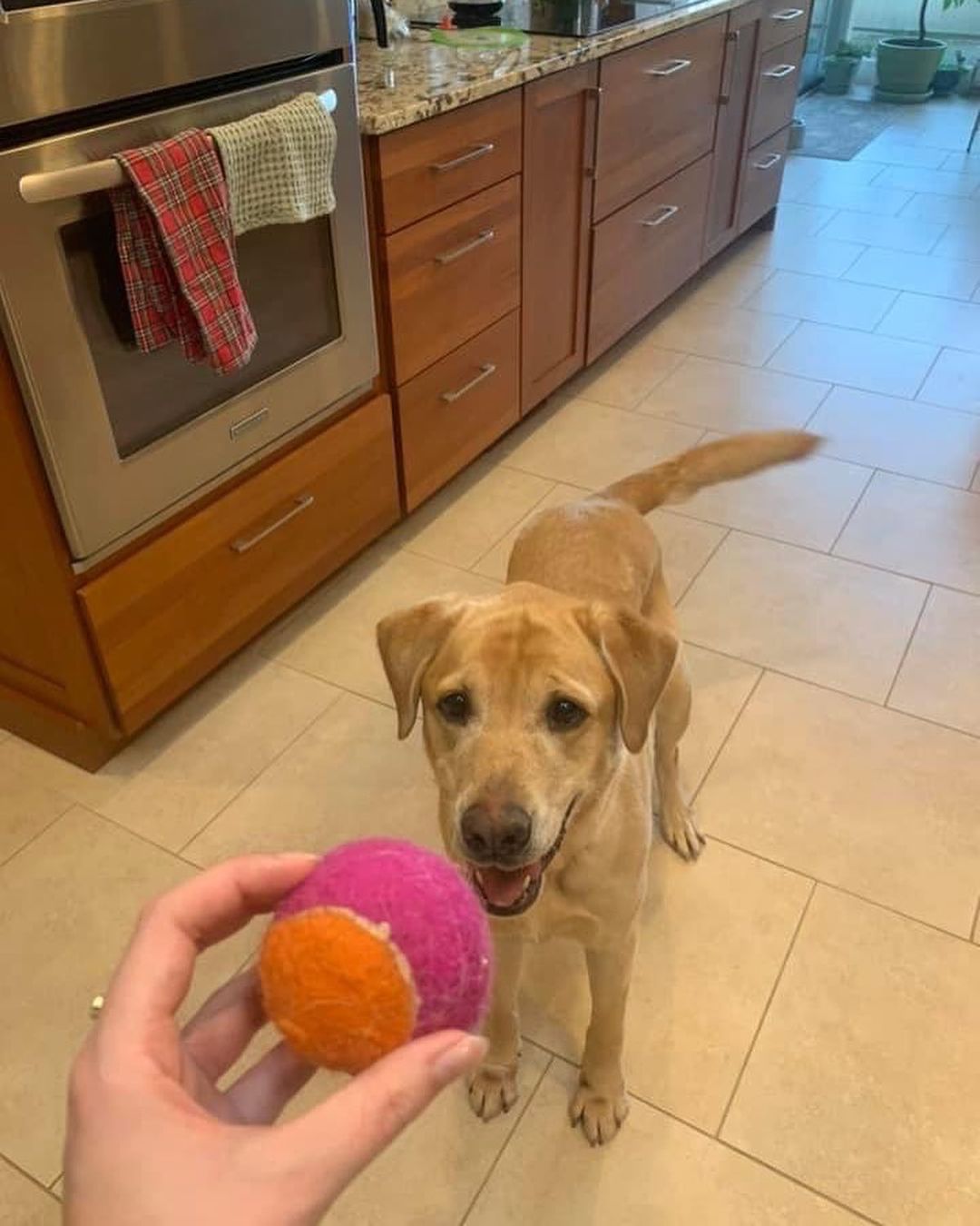 Lab lovers 🔊 we have your boy!! Meet handsome, smart and well behaved Dallas. 

Just like his city namesake, Dallas is big - 95 lbs of yellow lab love. Some stats on our sweet lug…
Great with dogs ✅ 
Nice to cats ✅ 
Fully potty trained and crate trained ✅✅
Walks well on a leash ✅
Knows many basic commands such as sit, stay and down ✅✅✅
Loves snuggles and playtime equally ✅✅

Like many labs, Dallas tore his ACL playing with his friends, but we are covering his surgery and he should have no long term effects. He also prefers a home without small children, but would welcome other animals living with him. 

Here are a few words from one of our volunteers/fosters who has spent time with Dallas in her home:

“From my experience I can say he is such a good boy! Dallas is crate trained, fully potty trained, knows commands like sit, shake, and down. He is good on a leash and enjoys his walks. He is a very happy boy and loves attention and belly rubs. He also LOVES to play fetch. Dallas enjoys meeting other dogs and seems to ignore our cat so far. He is perfect for anyone looking for a classic happy-go-lucky lab.”

What a very good boy! Fill out an app to bring this handsome labby pup home! 💛💛💛

<a target='_blank' href='https://www.instagram.com/explore/tags/adoptme/'>#adoptme</a> <a target='_blank' href='https://www.instagram.com/explore/tags/lab/'>#lab</a> <a target='_blank' href='https://www.instagram.com/explore/tags/rescuelab/'>#rescuelab</a> <a target='_blank' href='https://www.instagram.com/explore/tags/rescuedog/'>#rescuedog</a> <a target='_blank' href='https://www.instagram.com/explore/tags/bigboy/'>#bigboy</a> <a target='_blank' href='https://www.instagram.com/explore/tags/yellowlab/'>#yellowlab</a> <a target='_blank' href='https://www.instagram.com/explore/tags/dogsofstl/'>#dogsofstl</a> <a target='_blank' href='https://www.instagram.com/explore/tags/dogsofstlouis/'>#dogsofstlouis</a> <a target='_blank' href='https://www.instagram.com/explore/tags/homefortheholidays/'>#homefortheholidays</a> <a target='_blank' href='https://www.instagram.com/explore/tags/pickme/'>#pickme</a> <a target='_blank' href='https://www.instagram.com/explore/tags/handsome/'>#handsome</a> <a target='_blank' href='https://www.instagram.com/explore/tags/labrador/'>#labrador</a>