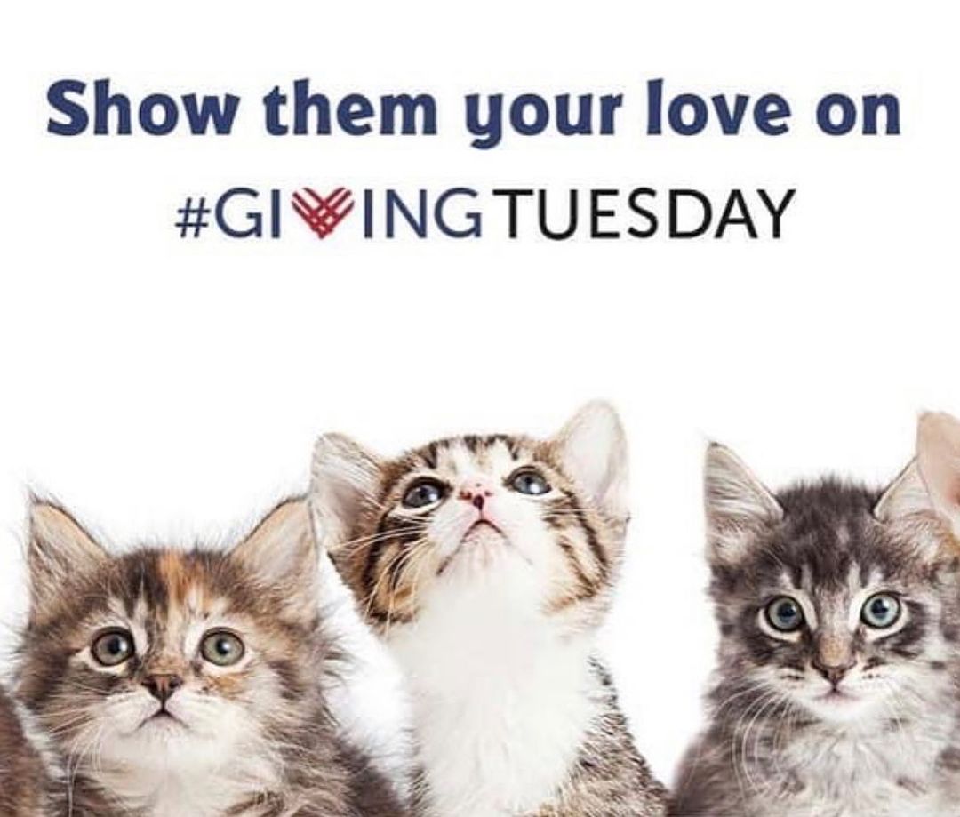 <a target='_blank' href='https://www.instagram.com/explore/tags/LilRoarCatRescue/'>#LilRoarCatRescue</a> <a target='_blank' href='https://www.instagram.com/explore/tags/givingtuesday/'>#givingtuesday</a> <a target='_blank' href='https://www.instagram.com/explore/tags/rescuecats/'>#rescuecats</a> <a target='_blank' href='https://www.instagram.com/explore/tags/tnr/'>#tnr</a> <a target='_blank' href='https://www.instagram.com/explore/tags/givingmewsday/'>#givingmewsday</a> <a target='_blank' href='https://www.instagram.com/explore/tags/thankful/'>#thankful</a> <a target='_blank' href='https://www.instagram.com/explore/tags/catsofinstagram/'>#catsofinstagram</a> PayPal.Me/LilRoarCatRescue or Venmo @LilRoarCatRescue