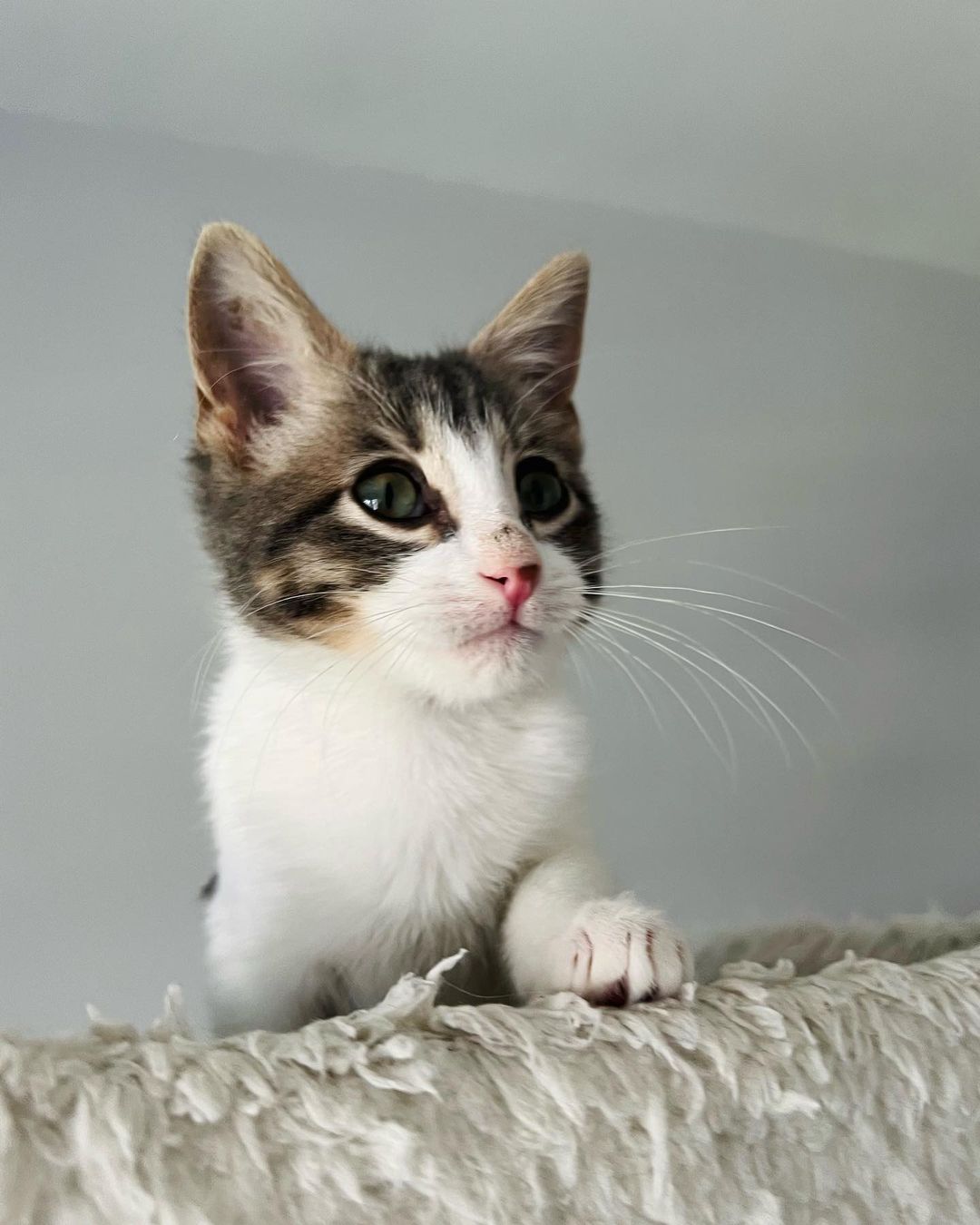 Hi Poppy!
This little cutie came into CAAT when a good Samaritan reached out to us for help. Her boyfriend was traveling in New Mexico when he found the little kitten outside. She was too little to leave on the street so he brought her in. She then called us and asked if he drove her back with him if we could rescue back. Luckily a new foster had just applied so we were able to bring her on. That was a few weeks ago and now she’s about 11 weeks old and ready for adoption! 
This little one is the purrfect little package. Playful, silly and fun. But then when she’s done playing she loves to get her cuddles on. Looking for a sweet sleeping partner? 
Since Poppy has been a Singleton she definitely is looking for a home with another cat so that she can finally play and be with another kitty. This is super important for her development. 
Poppy is also sort of a messy little eater and loves her food! 😂❤️ It’s giving her a little bit of acne on her nose from diving her face into the bowl. 😂😍🤦🏻‍♀️ As a tiny kitten she had to fend for herself on the streets, but hopefully she will start to realize soon that the food supply isn’t going away for her anytime soon. ❤️
DM for an adoption questionnaire for Poppy!
.
.
,
,
,
.
,
.
.
.
,
<a target='_blank' href='https://www.instagram.com/explore/tags/streetstothesheets/'>#streetstothesheets</a><a target='_blank' href='https://www.instagram.com/explore/tags/tabbykitten/'>#tabbykitten</a><a target='_blank' href='https://www.instagram.com/explore/tags/catpics/'>#catpics</a><a target='_blank' href='https://www.instagram.com/explore/tags/catlife/'>#catlife</a><a target='_blank' href='https://www.instagram.com/explore/tags/catfoster/'>#catfoster</a><a target='_blank' href='https://www.instagram.com/explore/tags/huffgrampost/'>#huffgrampost</a><a target='_blank' href='https://www.instagram.com/explore/tags/spayandneuter/'>#spayandneuter</a><a target='_blank' href='https://www.instagram.com/explore/tags/kittiesofinstagram/'>#kittiesofinstagram</a><a target='_blank' href='https://www.instagram.com/explore/tags/kittenlife/'>#kittenlife</a><a target='_blank' href='https://www.instagram.com/explore/tags/adoptme/'>#adoptme</a><a target='_blank' href='https://www.instagram.com/explore/tags/catfoster/'>#catfoster</a><a target='_blank' href='https://www.instagram.com/explore/tags/kittenfoster/'>#kittenfoster</a><a target='_blank' href='https://www.instagram.com/explore/tags/meowmonday/'>#meowmonday</a><a target='_blank' href='https://www.instagram.com/explore/tags/longbeach/'>#longbeach</a><a target='_blank' href='https://www.instagram.com/explore/tags/kittykat/'>#kittykat</a><a target='_blank' href='https://www.instagram.com/explore/tags/adoptdontshop/'>#adoptdontshop</a>