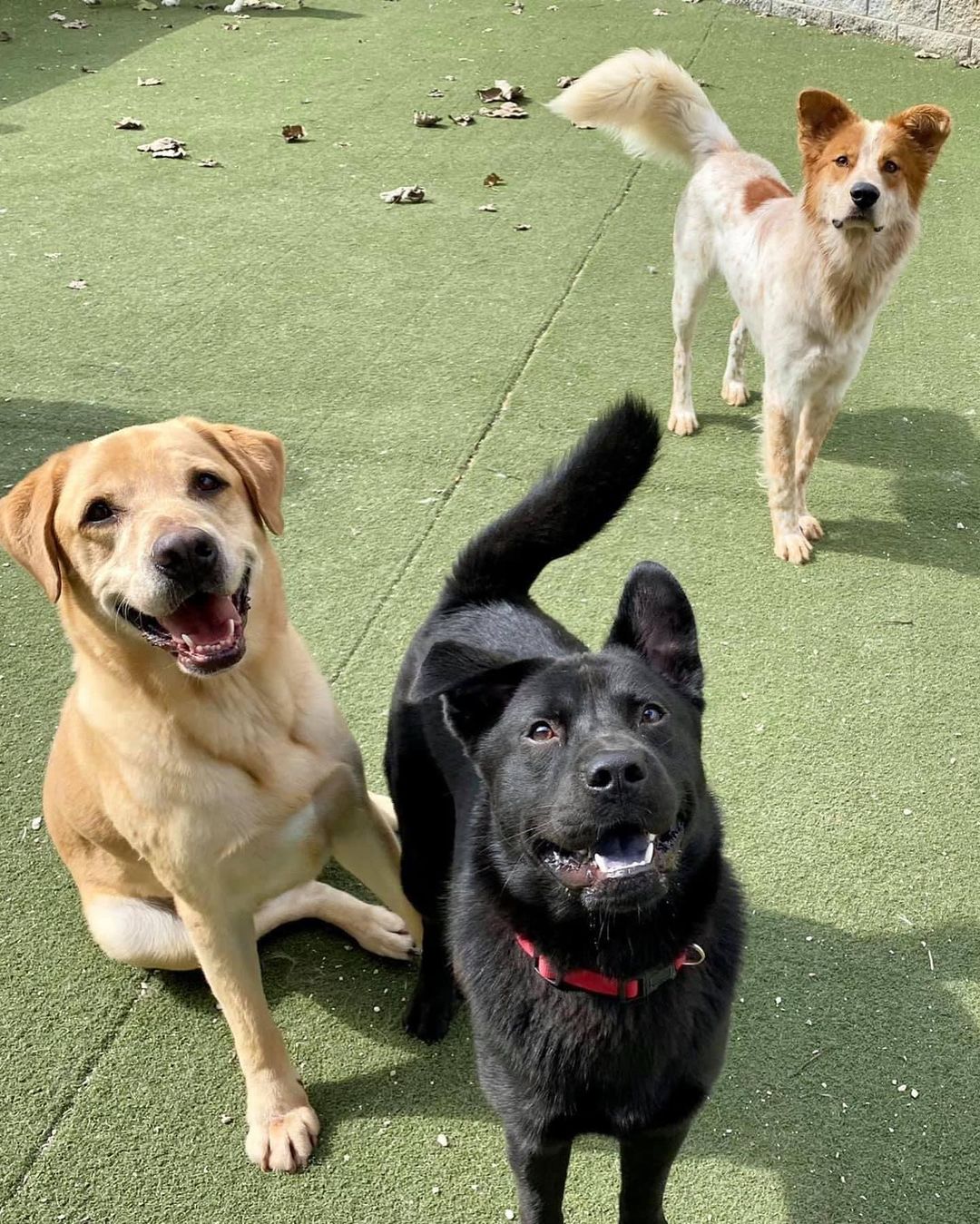 Lab lovers 🔊 we have your boy!! Meet handsome, smart and well behaved Dallas. 

Just like his city namesake, Dallas is big - 95 lbs of yellow lab love. Some stats on our sweet lug…
Great with dogs ✅ 
Nice to cats ✅ 
Fully potty trained and crate trained ✅✅
Walks well on a leash ✅
Knows many basic commands such as sit, stay and down ✅✅✅
Loves snuggles and playtime equally ✅✅

Like many labs, Dallas tore his ACL playing with his friends, but we are covering his surgery and he should have no long term effects. He also prefers a home without small children, but would welcome other animals living with him. 

Here are a few words from one of our volunteers/fosters who has spent time with Dallas in her home:

“From my experience I can say he is such a good boy! Dallas is crate trained, fully potty trained, knows commands like sit, shake, and down. He is good on a leash and enjoys his walks. He is a very happy boy and loves attention and belly rubs. He also LOVES to play fetch. Dallas enjoys meeting other dogs and seems to ignore our cat so far. He is perfect for anyone looking for a classic happy-go-lucky lab.”

What a very good boy! Fill out an app to bring this handsome labby pup home! 💛💛💛

<a target='_blank' href='https://www.instagram.com/explore/tags/adoptme/'>#adoptme</a> <a target='_blank' href='https://www.instagram.com/explore/tags/lab/'>#lab</a> <a target='_blank' href='https://www.instagram.com/explore/tags/rescuelab/'>#rescuelab</a> <a target='_blank' href='https://www.instagram.com/explore/tags/rescuedog/'>#rescuedog</a> <a target='_blank' href='https://www.instagram.com/explore/tags/bigboy/'>#bigboy</a> <a target='_blank' href='https://www.instagram.com/explore/tags/yellowlab/'>#yellowlab</a> <a target='_blank' href='https://www.instagram.com/explore/tags/dogsofstl/'>#dogsofstl</a> <a target='_blank' href='https://www.instagram.com/explore/tags/dogsofstlouis/'>#dogsofstlouis</a> <a target='_blank' href='https://www.instagram.com/explore/tags/homefortheholidays/'>#homefortheholidays</a> <a target='_blank' href='https://www.instagram.com/explore/tags/pickme/'>#pickme</a> <a target='_blank' href='https://www.instagram.com/explore/tags/handsome/'>#handsome</a> <a target='_blank' href='https://www.instagram.com/explore/tags/labrador/'>#labrador</a>