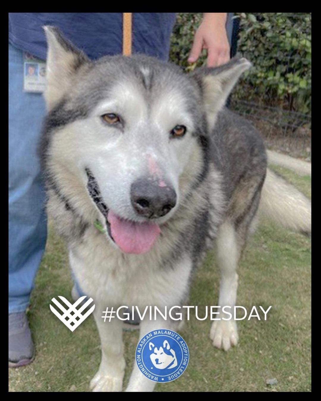 Unleash Your Generosity this Giving Tuesday! 🐾

It doesn't matter whether you give a little or a lot, you can make a difference this <a target='_blank' href='https://www.instagram.com/explore/tags/GivingTuesday/'>#GivingTuesday</a> ! 

All donations are tax-deductible. 
•
•
•
<a target='_blank' href='https://www.instagram.com/explore/tags/givingtuesday/'>#givingtuesday</a> <a target='_blank' href='https://www.instagram.com/explore/tags/donate/'>#donate</a> <a target='_blank' href='https://www.instagram.com/explore/tags/donationsneeded/'>#donationsneeded</a> <a target='_blank' href='https://www.instagram.com/explore/tags/malamuterescue/'>#malamuterescue</a> <a target='_blank' href='https://www.instagram.com/explore/tags/taxdeductible/'>#taxdeductible</a> <a target='_blank' href='https://www.instagram.com/explore/tags/alaskanmalamute/'>#alaskanmalamute</a> <a target='_blank' href='https://www.instagram.com/explore/tags/malamuterescue/'>#malamuterescue</a> <a target='_blank' href='https://www.instagram.com/explore/tags/adoptamalamute/'>#adoptamalamute</a>