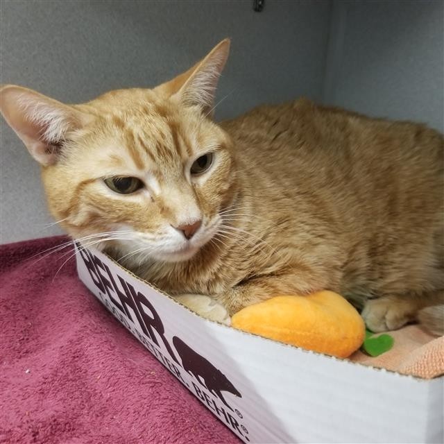 Every once in a while a cat will come along that makes you feel so at ease. Being together feels natural. Meet Lion 'O A761757 . His purr is healing. Nothing matters at that moment except you and your cat. Lion 'O is handsome, so very loving and has the loveliest disposition. Come in to meet him today!

Lion 'O has a $0 adoption fee. Adoption includes spay or neuter, age-appropriate vaccinations, microchip, and a free vet visit.

More pets in today's@arizonadailystar!

<a target='_blank' href='https://www.instagram.com/explore/tags/PACCfoster/'>#PACCfoster</a> <a target='_blank' href='https://www.instagram.com/explore/tags/PACCpets/'>#PACCpets</a> <a target='_blank' href='https://www.instagram.com/explore/tags/PimaAnimalCareCenter/'>#PimaAnimalCareCenter</a> <a target='_blank' href='https://www.instagram.com/explore/tags/AdoptDontShop/'>#AdoptDontShop</a> <a target='_blank' href='https://www.instagram.com/explore/tags/Tucson/'>#Tucson</a> <a target='_blank' href='https://www.instagram.com/explore/tags/Arizona/'>#Arizona</a> <a target='_blank' href='https://www.instagram.com/explore/tags/cats/'>#cats</a> <a target='_blank' href='https://www.instagram.com/explore/tags/Sheltercats/'>#Sheltercats</a> <a target='_blank' href='https://www.instagram.com/explore/tags/adoptsheltercats/'>#adoptsheltercats</a> <a target='_blank' href='https://www.instagram.com/explore/tags/catsofinstagram/'>#catsofinstagram</a> <a target='_blank' href='https://www.instagram.com/explore/tags/sheltercatsofinstagram/'>#sheltercatsofinstagram</a> <a target='_blank' href='https://www.instagram.com/explore/tags/FosteringSavesLives/'>#FosteringSavesLives</a> <a target='_blank' href='https://www.instagram.com/explore/tags/fostercat/'>#fostercat</a> <a target='_blank' href='https://www.instagram.com/explore/tags/FriendsofPACC/'>#FriendsofPACC</a>