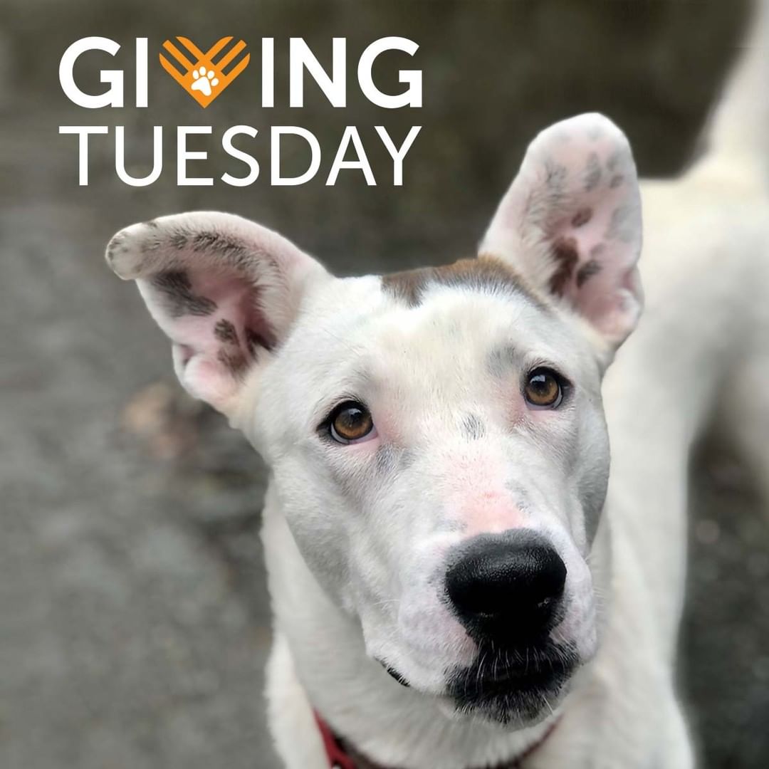 <a target='_blank' href='https://www.instagram.com/explore/tags/GivingTuesday/'>#GivingTuesday</a> is an annual day of giving held on the Tuesday after Thanksgiving - that's today! Special needs dogs like Frankie, who was deaf and surrendered to an overcrowded shelter before finding safety at PAWS, need your help. Your GivingTuesday gift of $54 will allow dogs and cats like Frankie to get the help they need so they can find their forever homes. You can make a gift at paws.org/givingtuesday (link in bio) – thank you for your support!