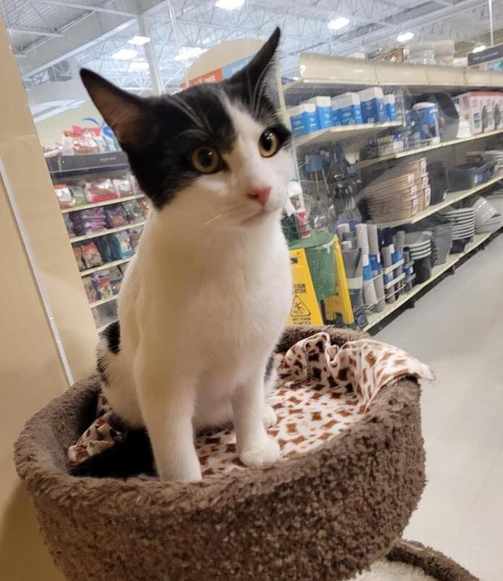 🐾 PETSMART ROUNDUP: this week we have Mjoll the Lioness, Maven Black Briar, Franklyn, Udon and Uszka! Apply to meet them today!