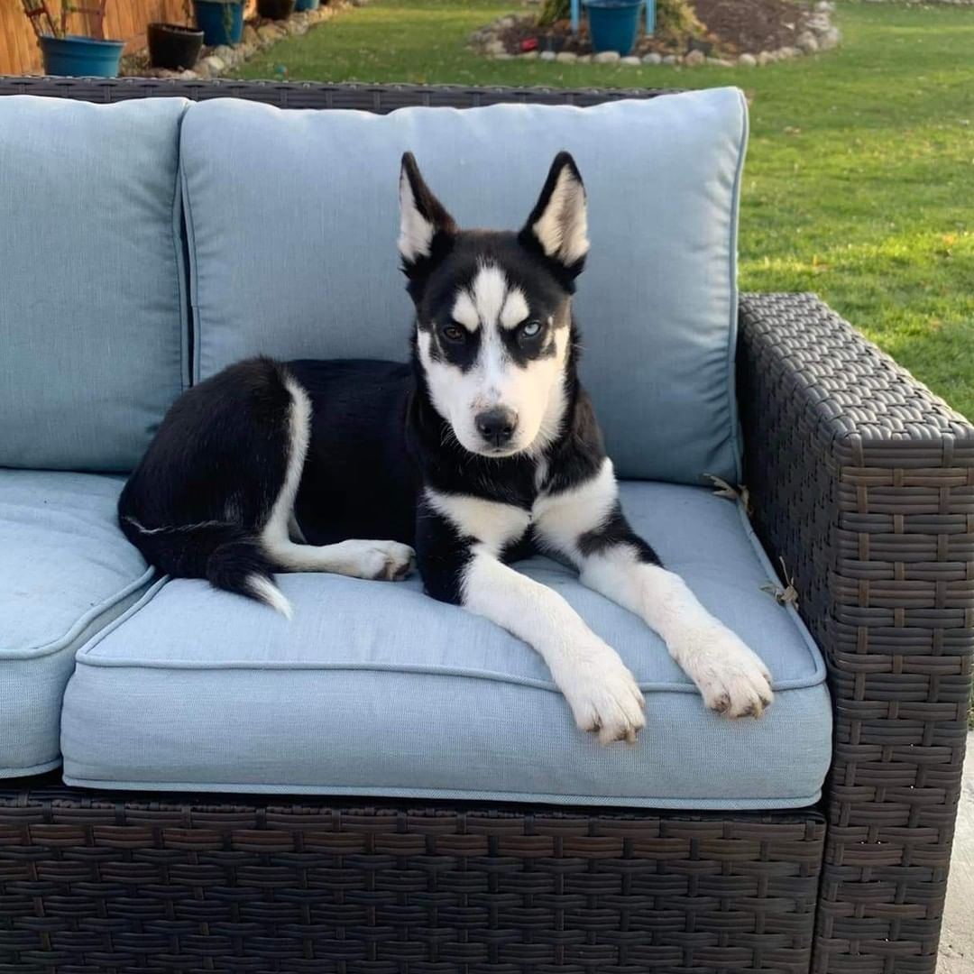 Titus is the softest, craziest, puppy. He is super active, super smart, and SUPER food motivated. In a week he has mastered potty training, sit, come, and paw. Titus plays well with other dogs, after a few minutes of warm up. Not so awesome with cats yet. He will need an active family, who knows the Husky quirks.

To be considered the first step is to apply here: https://www.pawsup4rescue.org/dog-cat-applicaiton 
We are located in Joliet Illinois and require adopters be within a 100-mile radius to adopt. If your app is picked we will be in touch by phone to set up a private meet.  If the dog is adopted we will post the adoption pic. Information on fees can be found here: https://www.pawsup4rescue.org/adoptions
<a target='_blank' href='https://www.instagram.com/explore/tags/pu4r/'>#pu4r</a> <a target='_blank' href='https://www.instagram.com/explore/tags/PawsUp4Rescue/'>#PawsUp4Rescue</a> <a target='_blank' href='https://www.instagram.com/explore/tags/fosterdog/'>#fosterdog</a> <a target='_blank' href='https://www.instagram.com/explore/tags/rescuedog/'>#rescuedog</a> <a target='_blank' href='https://www.instagram.com/explore/tags/adoptdontshop/'>#adoptdontshop</a>