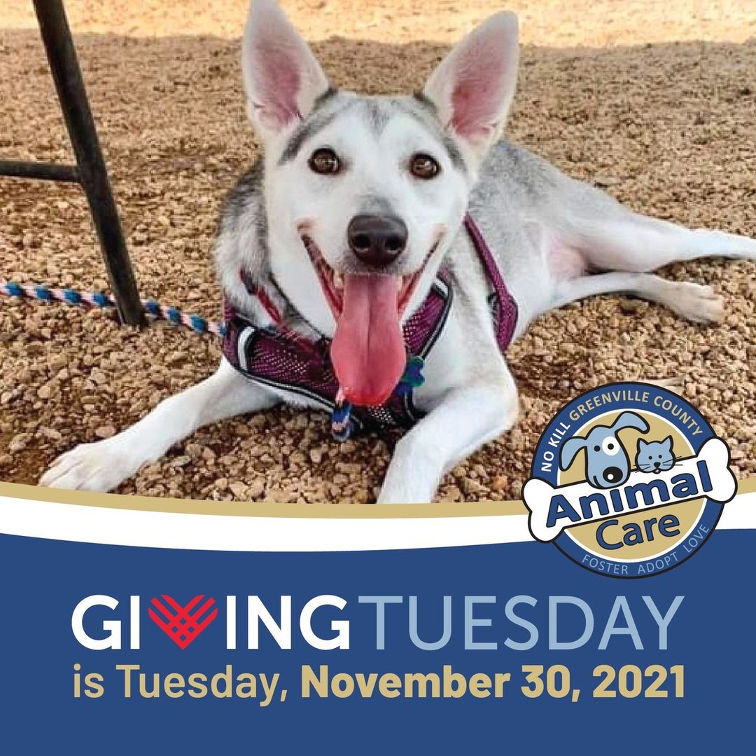 Giving Tuesday is right around the corner, and we need YOUR help to reach our goal so that we can continue saving lives (like Storm here!) in 2022!⁠
⁠
When Storm came to Animal Care, she was suffering from a leg injury sustained from falling down some stairs.  Storm needed a special surgery to repair her leg and hip that couldn’t be done here at our clinic and 8 weeks of recovery time in a foster home.  Donations from our Second Chance Fund were used to pay for her surgery to repair her medial patella luxation (MPL). She is now fully recovered and has found a forever home! ⁠
⁠
This year our goal is to raise $10,000 for specialized medical care for shelter pets. Every dollar you give goes directly to our work, so you can give knowing you are truly making a difference. So please mark you calendars, and help us spread the word! Together we can help the animals that need us the most! ❤️