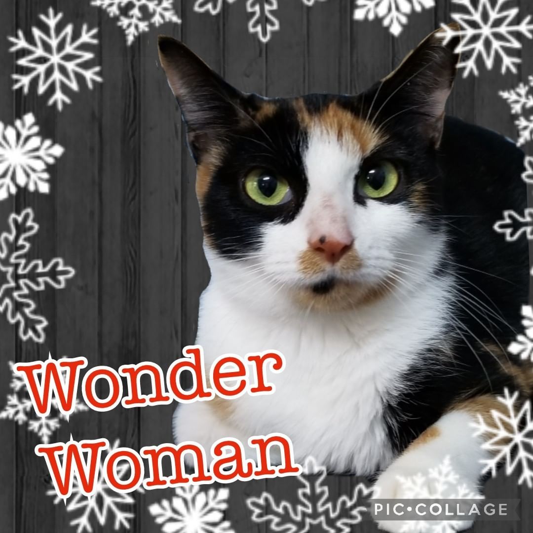 Wonder woman can save the day but you can be the real hero by saving her! This beautiful sweet kitty is ready for her forever home! Apply online www.hsharrisco.org <a target='_blank' href='https://www.instagram.com/explore/tags/adoptionrocks/'>#adoptionrocks</a> <a target='_blank' href='https://www.instagram.com/explore/tags/savealife/'>#savealife</a> <a target='_blank' href='https://www.instagram.com/explore/tags/felinefriends/'>#felinefriends</a>