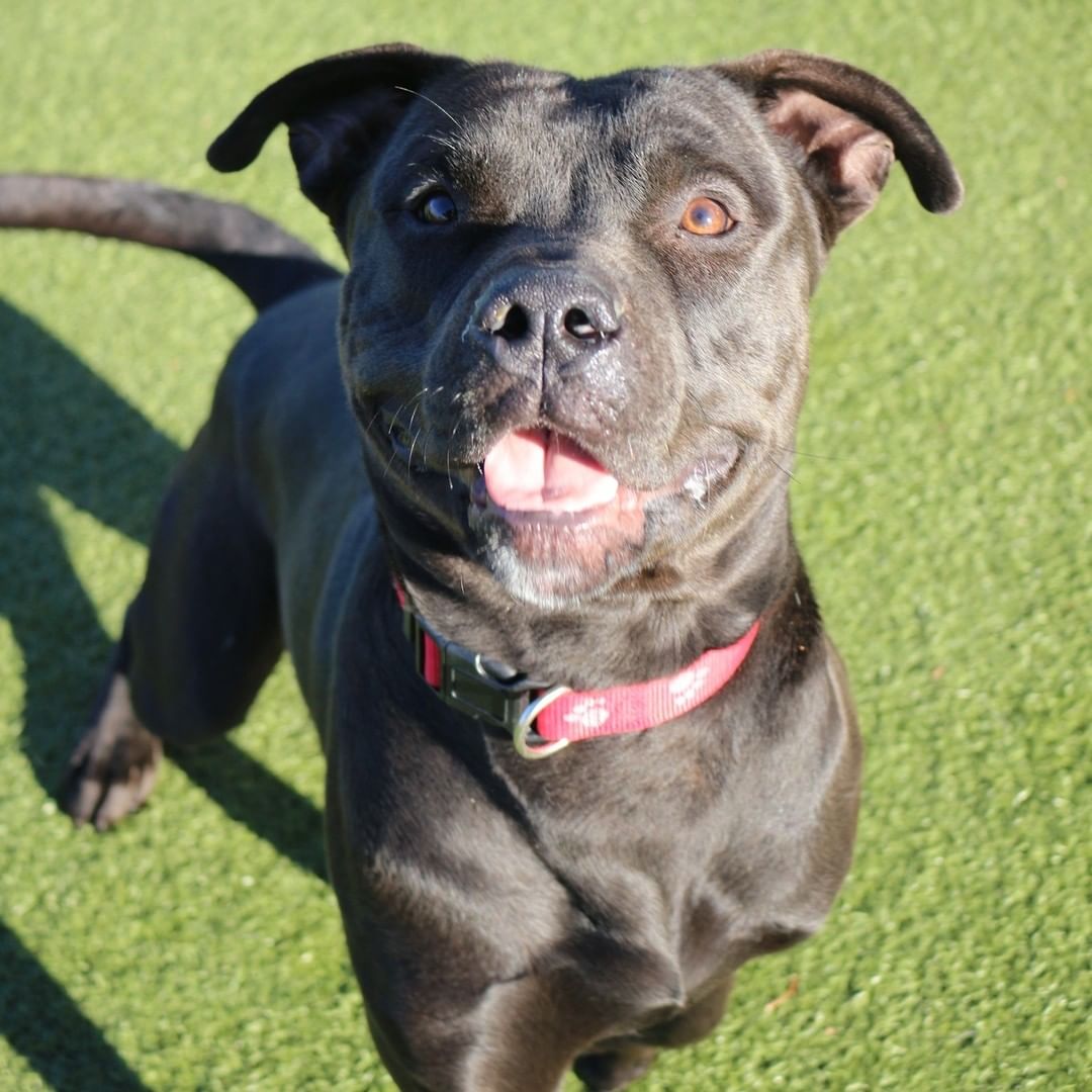 An actual progression of when we asked Harshad if he wanted a treat...

Give us a call at (316) 524-9196 to place a hold on this loveable boy today!
Visit our website www.kshumane.org to learn more about Harshad.
<a target='_blank' href='https://www.instagram.com/explore/tags/AdoptICT/'>#AdoptICT</a>