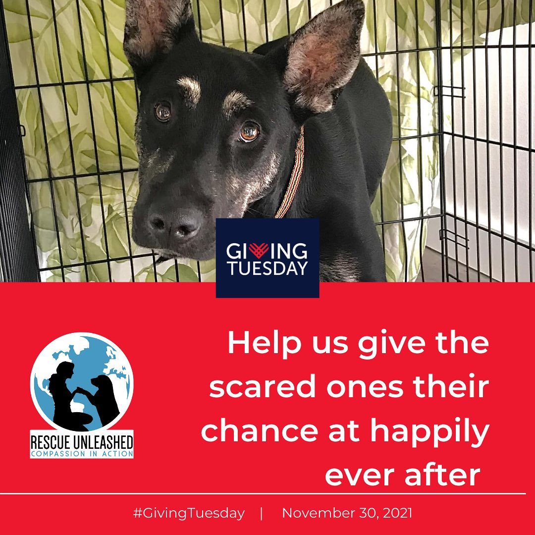 <a target='_blank' href='https://www.instagram.com/explore/tags/givingtuesday/'>#givingtuesday</a> <a target='_blank' href='https://www.instagram.com/explore/tags/givethescaredonesachance/'>#givethescaredonesachance</a>