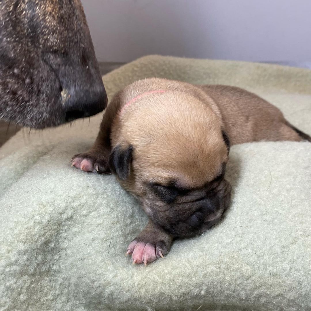 And another $1000 raised! Let’s keep it up! Meet Cranberry! One of 2 girls in the litter Cranberry has a near perfect circle on her chest. She’s the sleepy, full, Thanksgiving baby we posted. Cranberry never skips a meal and loves to snuggly her momma. 
🐾
It’s <a target='_blank' href='https://www.instagram.com/explore/tags/GivingTuesday/'>#GivingTuesday</a> and we’ll be introducing one puppy for every $1000 we raise! You shopped for yourself, family and friends on <a target='_blank' href='https://www.instagram.com/explore/tags/blackfriday/'>#blackfriday</a>, <a target='_blank' href='https://www.instagram.com/explore/tags/smallbusinesssaturday/'>#smallbusinesssaturday</a> and <a target='_blank' href='https://www.instagram.com/explore/tags/cybermonday/'>#cybermonday</a> so now it’s time to giveback! No donation is too small. Start a fundraiser on your pages, share with your friends, and help us save lives. 
🐾
Donate by following the link our bio to our website or the PayPal button, on this post, on our stories or to @venmo  @luckydogrefuge ! 
:
:
:
<a target='_blank' href='https://www.instagram.com/explore/tags/giveback/'>#giveback</a> <a target='_blank' href='https://www.instagram.com/explore/tags/givingback/'>#givingback</a> <a target='_blank' href='https://www.instagram.com/explore/tags/givingtuesday2021/'>#givingtuesday2021</a> <a target='_blank' href='https://www.instagram.com/explore/tags/payitforward/'>#payitforward</a> <a target='_blank' href='https://www.instagram.com/explore/tags/nonprofit/'>#nonprofit</a> <a target='_blank' href='https://www.instagram.com/explore/tags/adopt/'>#adopt</a> <a target='_blank' href='https://www.instagram.com/explore/tags/puppy/'>#puppy</a> <a target='_blank' href='https://www.instagram.com/explore/tags/puppiesofinstagram/'>#puppiesofinstagram</a> <a target='_blank' href='https://www.instagram.com/explore/tags/pup/'>#pup</a> <a target='_blank' href='https://www.instagram.com/explore/tags/puppylove/'>#puppylove</a> <a target='_blank' href='https://www.instagram.com/explore/tags/puppylife/'>#puppylife</a> <a target='_blank' href='https://www.instagram.com/explore/tags/puppies/'>#puppies</a> <a target='_blank' href='https://www.instagram.com/explore/tags/puppyoftheday/'>#puppyoftheday</a> <a target='_blank' href='https://www.instagram.com/explore/tags/brindle/'>#brindle</a> <a target='_blank' href='https://www.instagram.com/explore/tags/cute/'>#cute</a> <a target='_blank' href='https://www.instagram.com/explore/tags/rescued/'>#rescued</a> <a target='_blank' href='https://www.instagram.com/explore/tags/rescuedog/'>#rescuedog</a> <a target='_blank' href='https://www.instagram.com/explore/tags/1/'>#1</a> <a target='_blank' href='https://www.instagram.com/explore/tags/rescuedismyfavoritebreed/'>#rescuedismyfavoritebreed</a>