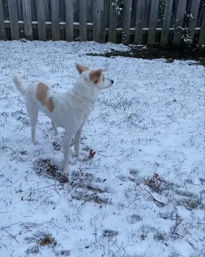 Their first snow fall ❄️

Some of our Paws rescues were so excited to see snow for the first time… some not so much! 

What was your dog’s first reaction to snow? 

<a target='_blank' href='https://www.instagram.com/explore/tags/adoptdontshop/'>#adoptdontshop</a> <a target='_blank' href='https://www.instagram.com/explore/tags/rescue/'>#rescue</a> <a target='_blank' href='https://www.instagram.com/explore/tags/adopt/'>#adopt</a> <a target='_blank' href='https://www.instagram.com/explore/tags/snow/'>#snow</a> <a target='_blank' href='https://www.instagram.com/explore/tags/dogsofinstagram/'>#dogsofinstagram</a>