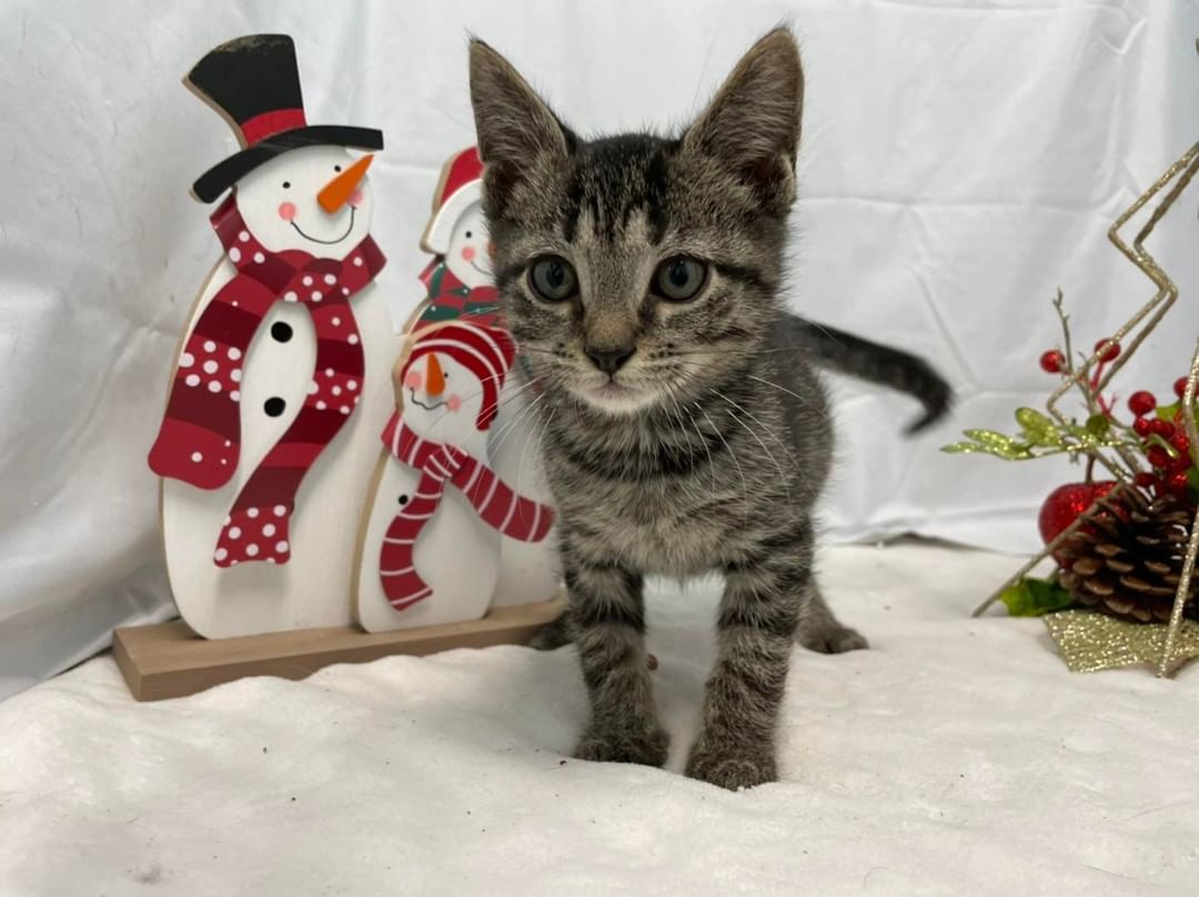 Three in a litter! Social, sweet babies, eight weeks of age, and signed over for immediate adoption. Tabby and white male is Kris; black and white male is Teddy; brown tabby female is Belinda. Please consider adopting today! Go to our website to find an application, www.friendsofcampbellcounty.org