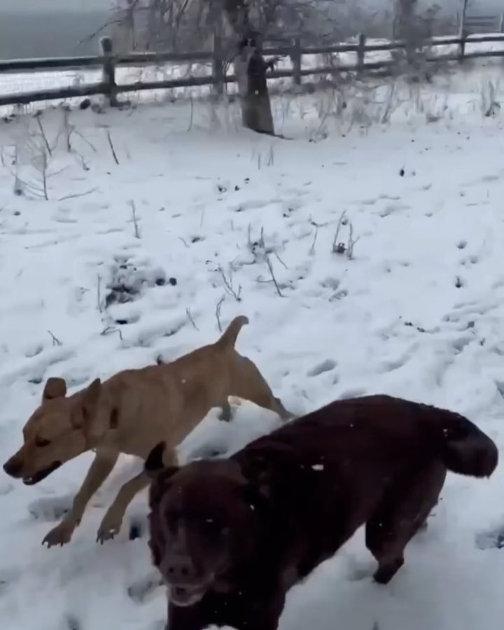 Their first snow fall ❄️

Some of our Paws rescues were so excited to see snow for the first time… some not so much! 

What was your dog’s first reaction to snow? 

<a target='_blank' href='https://www.instagram.com/explore/tags/adoptdontshop/'>#adoptdontshop</a> <a target='_blank' href='https://www.instagram.com/explore/tags/rescue/'>#rescue</a> <a target='_blank' href='https://www.instagram.com/explore/tags/adopt/'>#adopt</a> <a target='_blank' href='https://www.instagram.com/explore/tags/snow/'>#snow</a> <a target='_blank' href='https://www.instagram.com/explore/tags/dogsofinstagram/'>#dogsofinstagram</a>